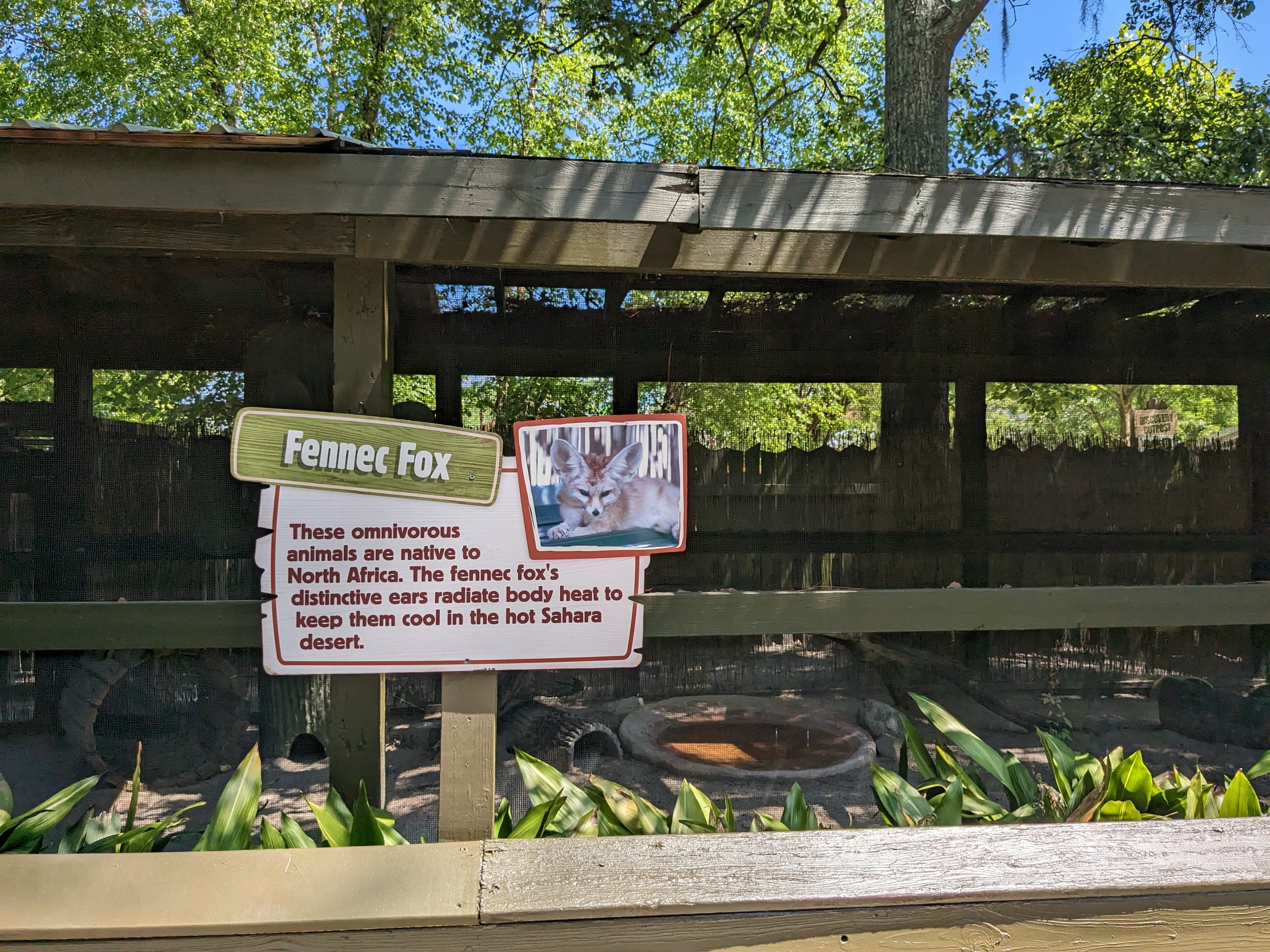 Alapaha Trail - Fennec fox