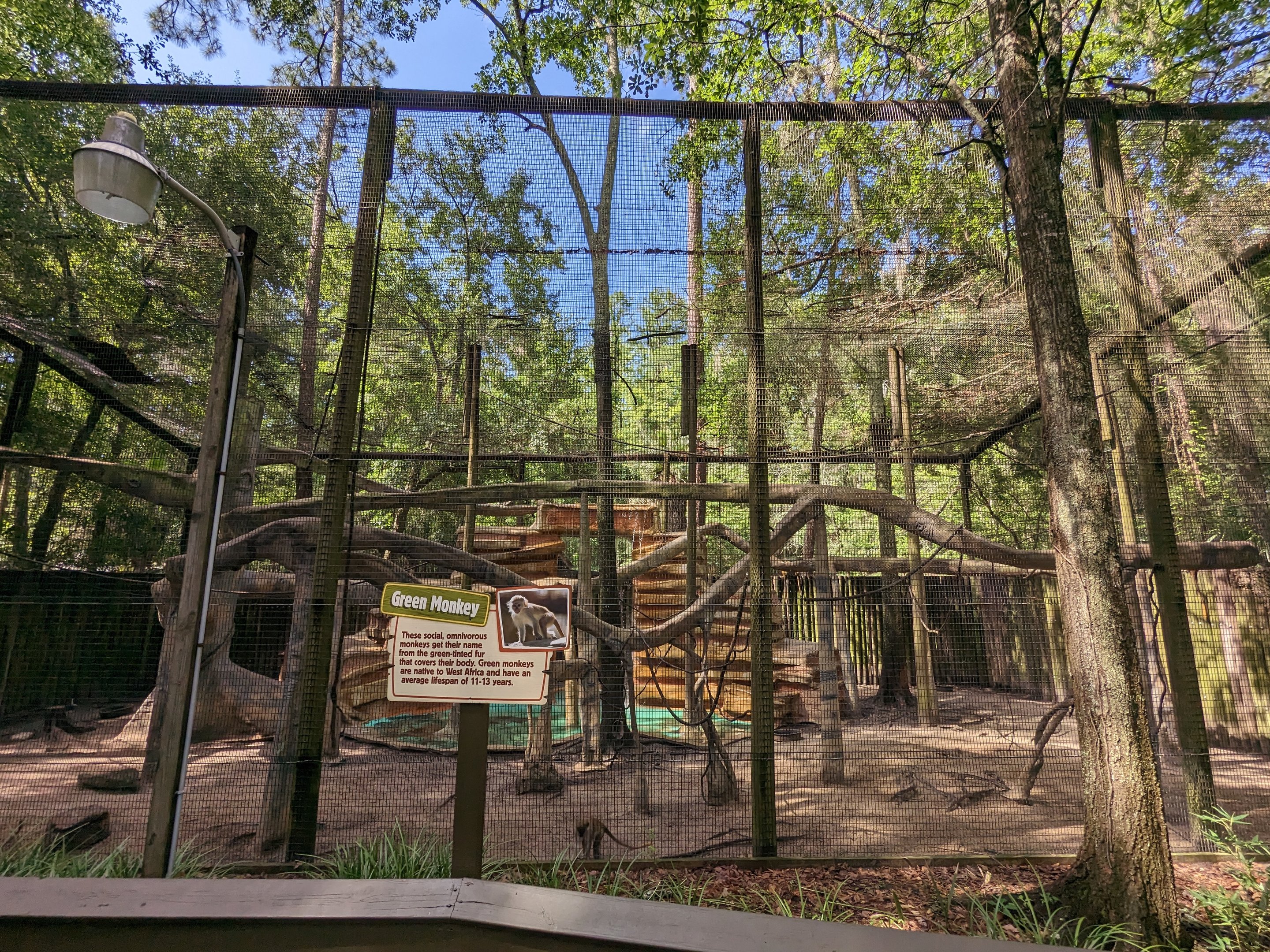 Alapaha Trail - green monkey