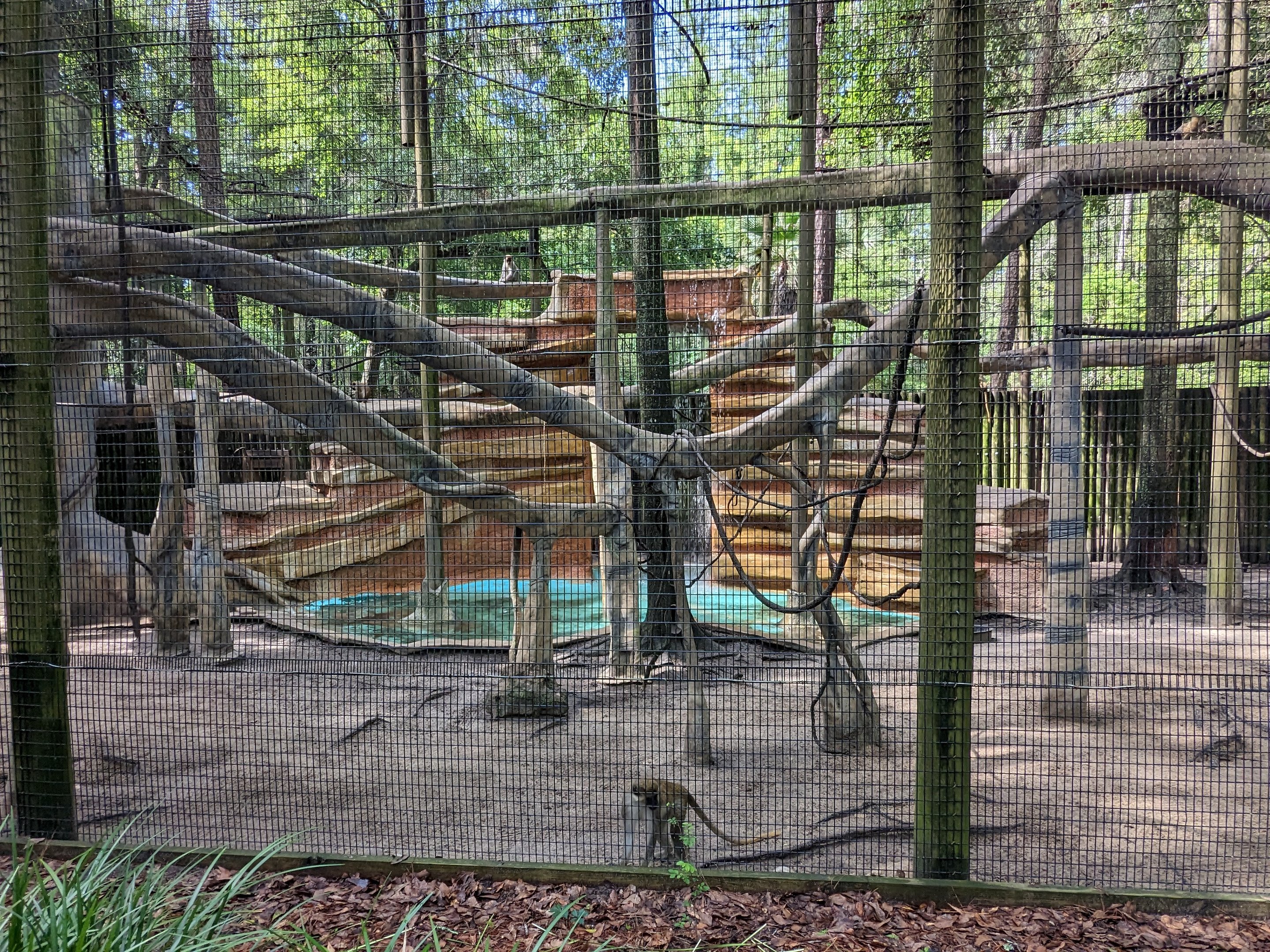 Alapaha Trail - green monkey