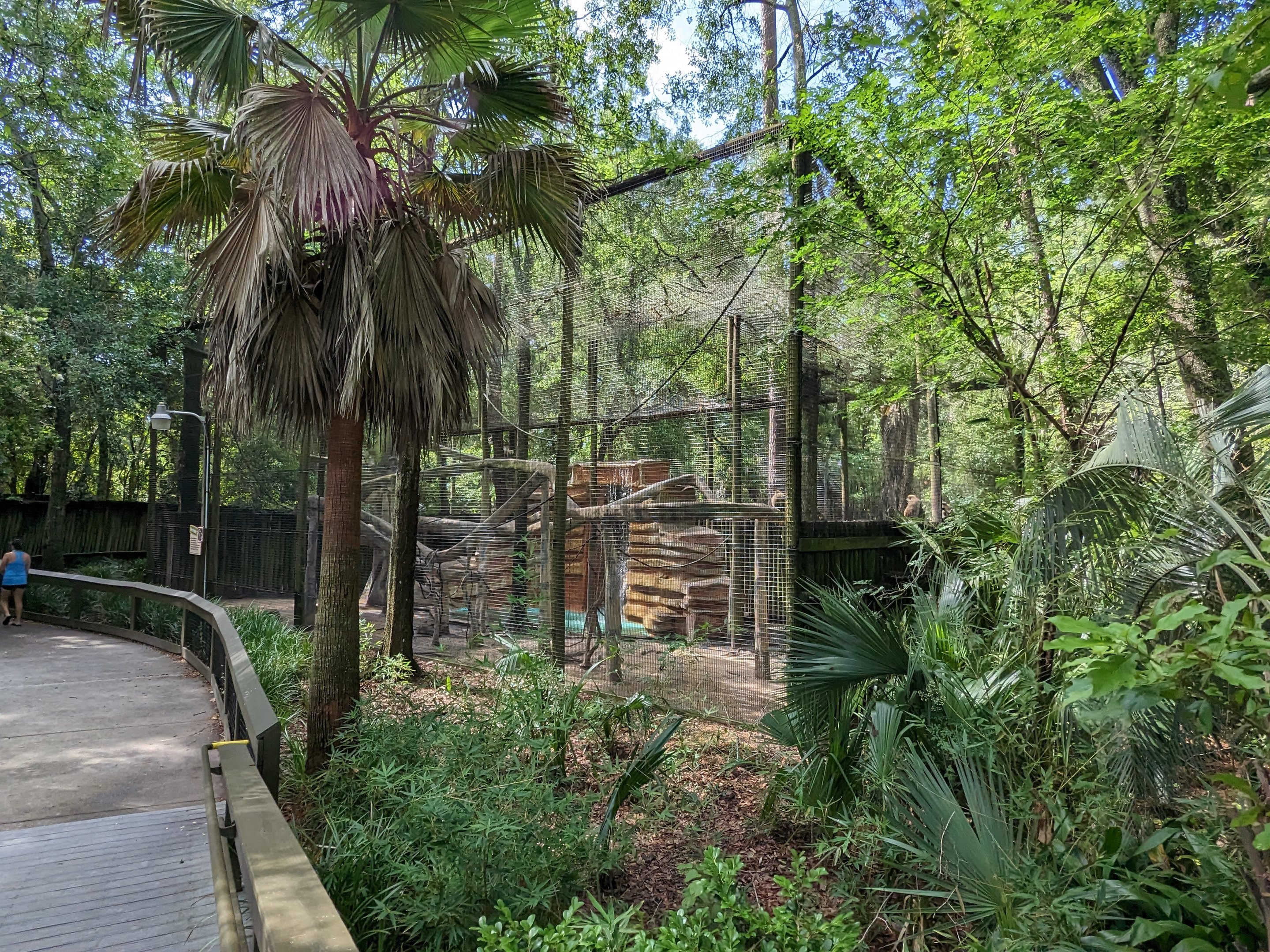 Alapaha Trail - green monkey