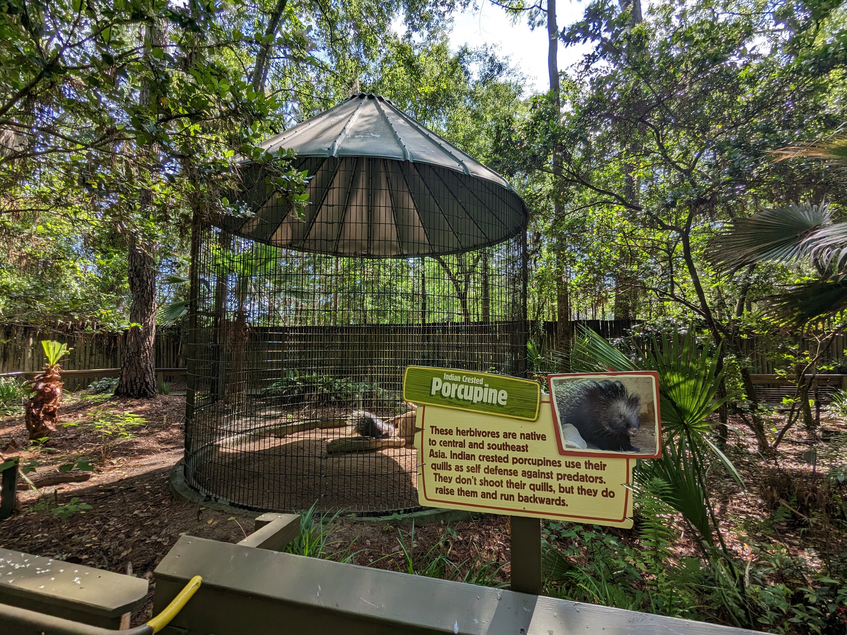 Alapaha Trail - Indian crested porcupine