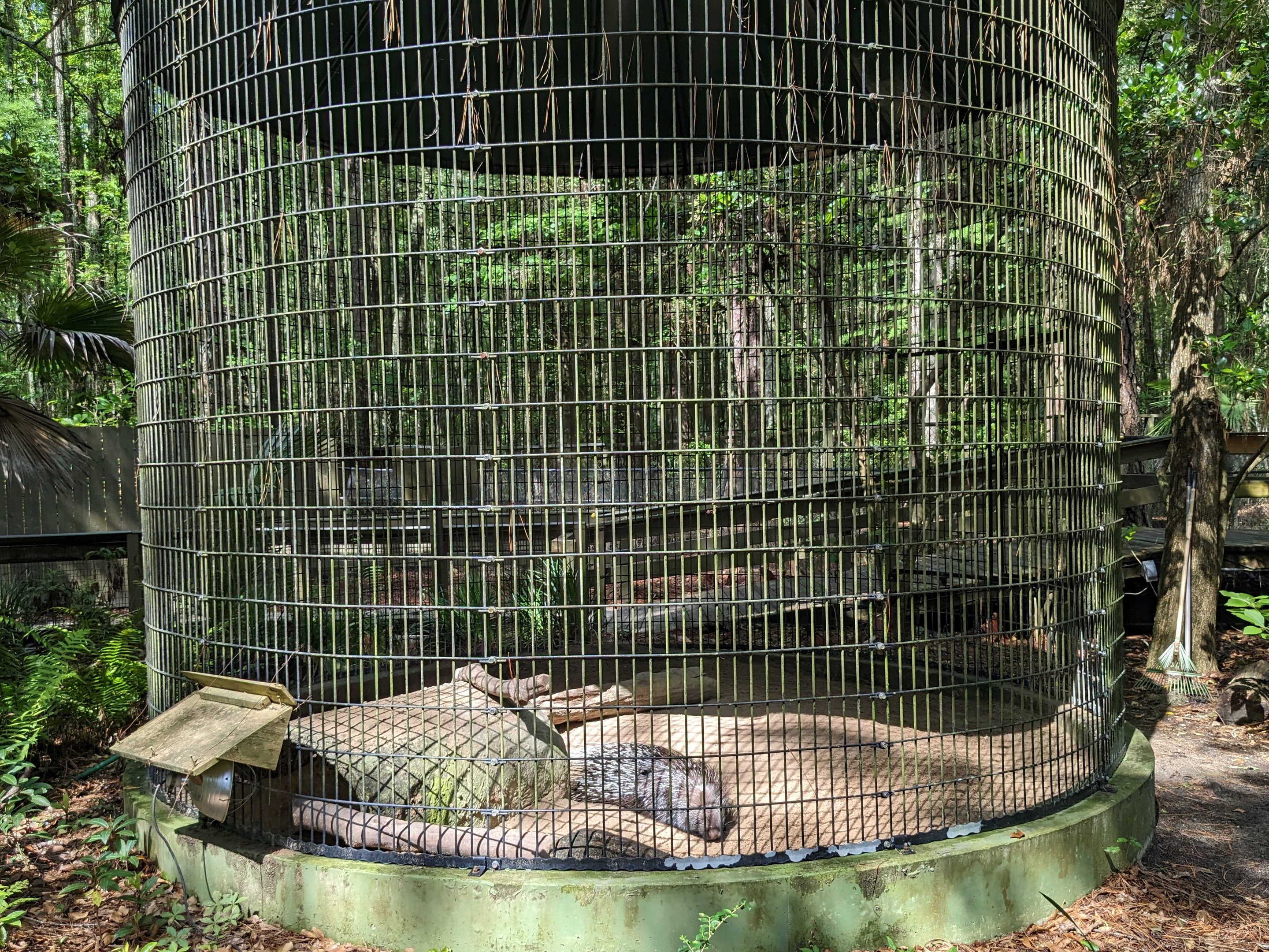 Alapaha Trail - Indian crested porcupine