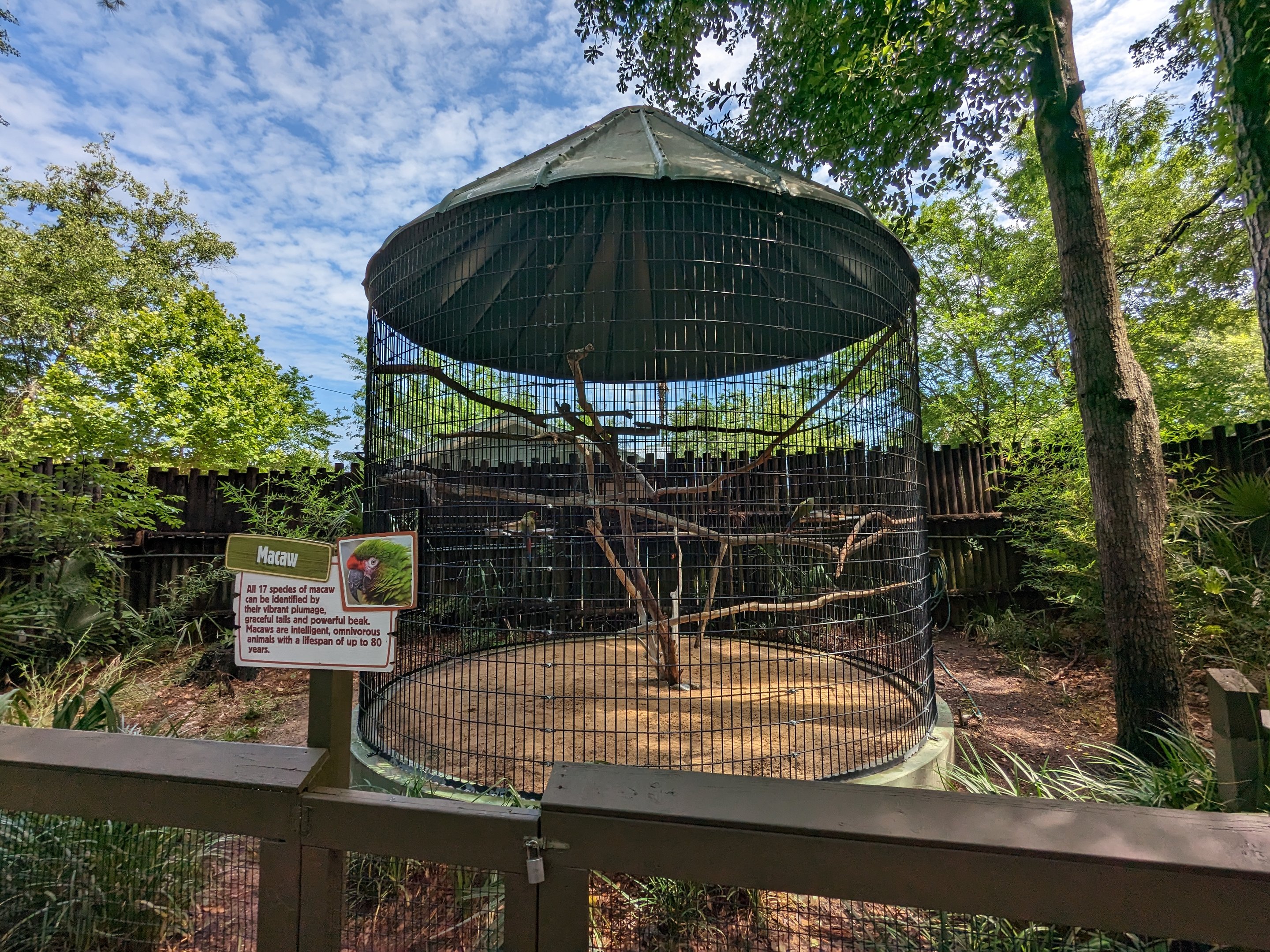 Alapaha Trail - Military macaw