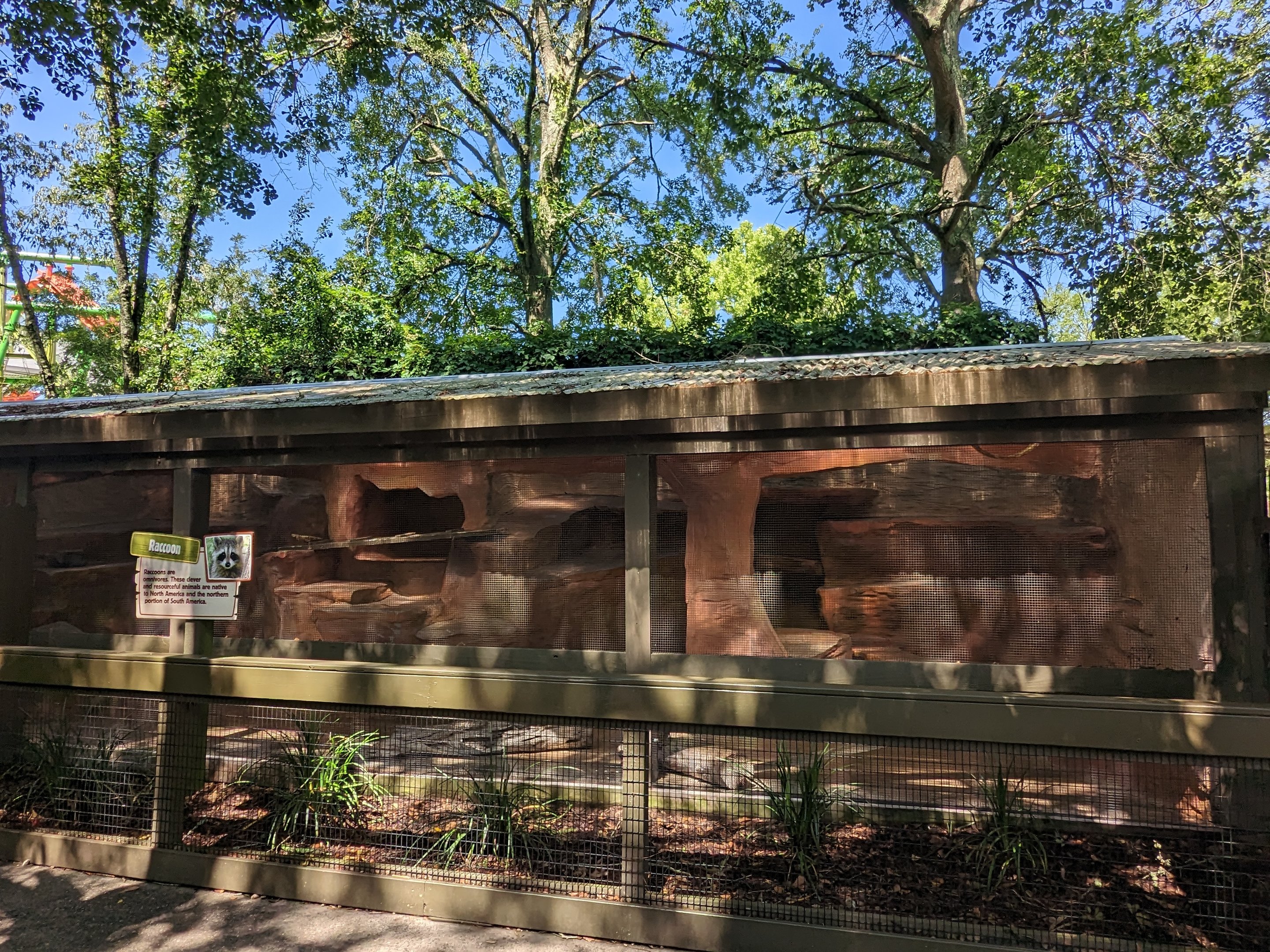 Alapaha Trail - raccoon