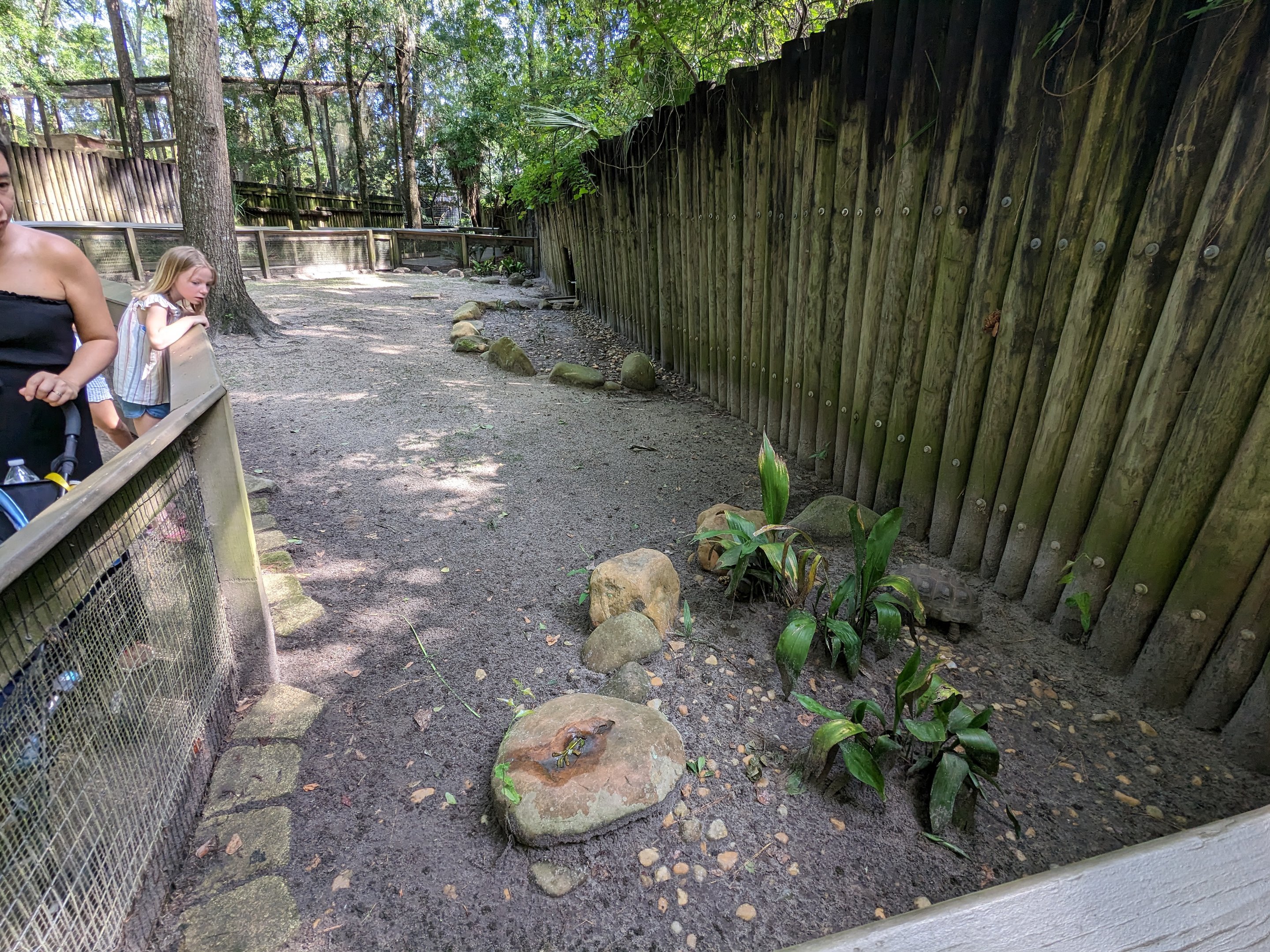 Alapaha Trail - red footed tortoise