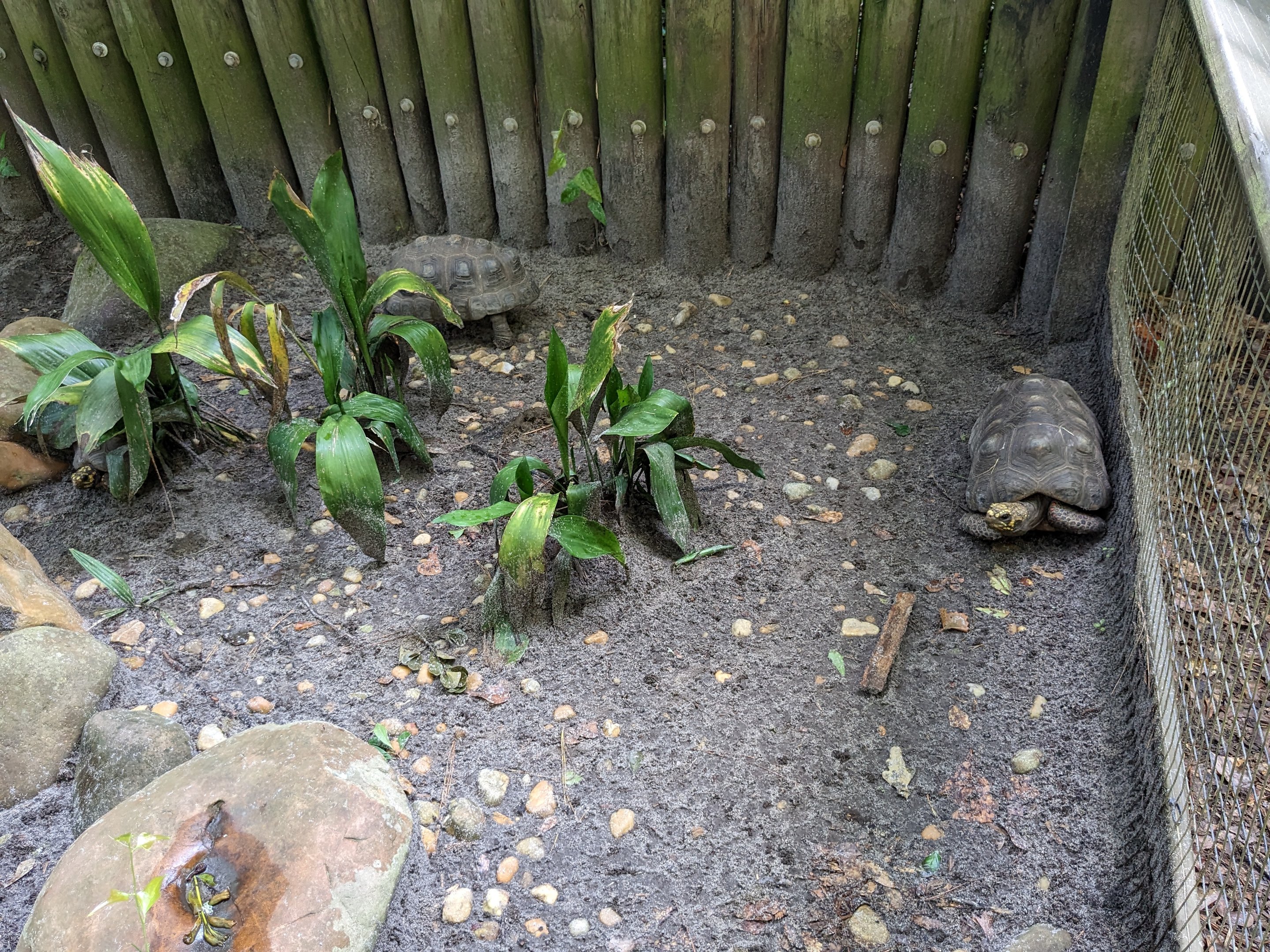 Alapaha Trail - red footed tortoise