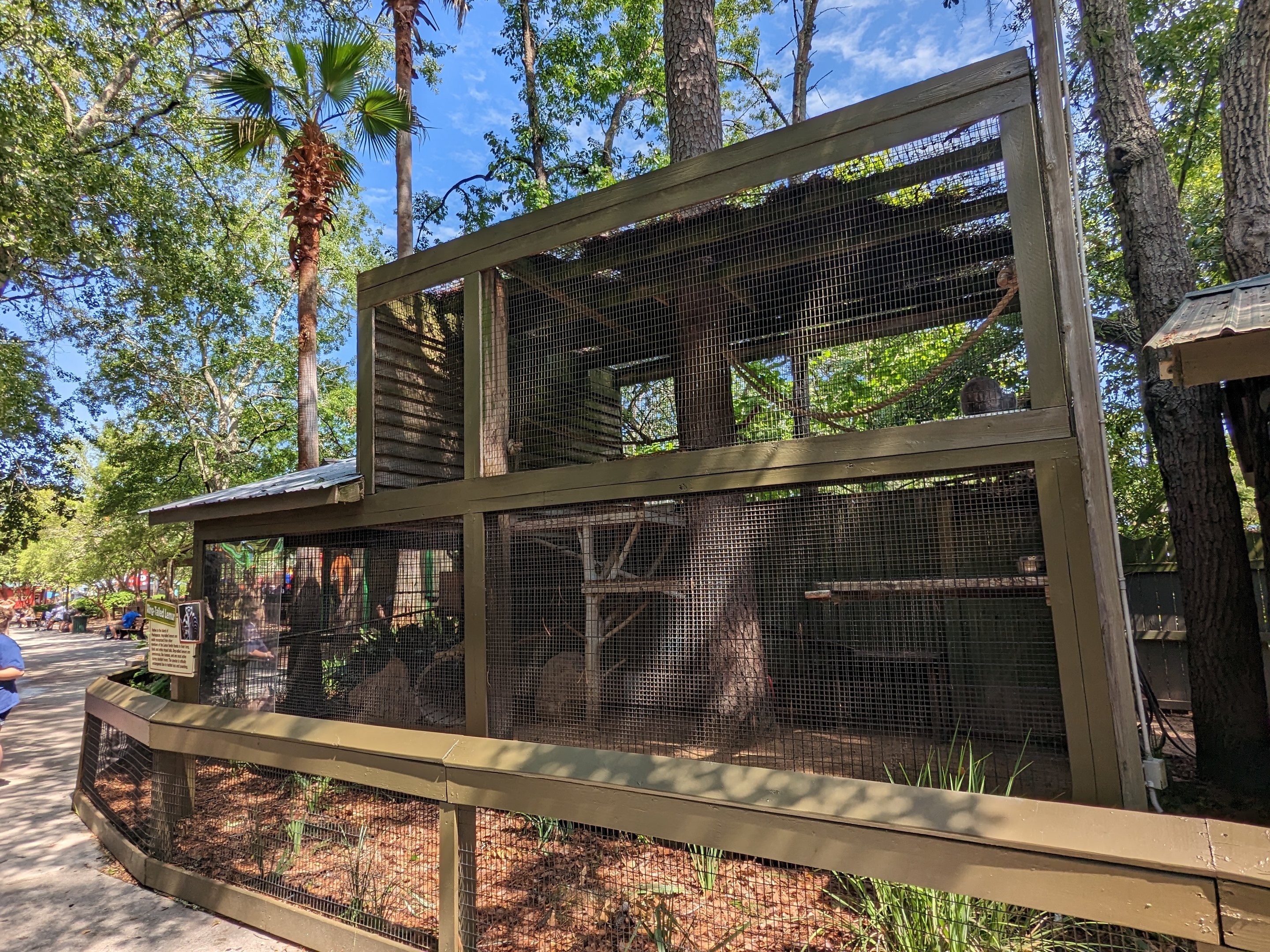 Alapaha Trail -ring tailed lemur