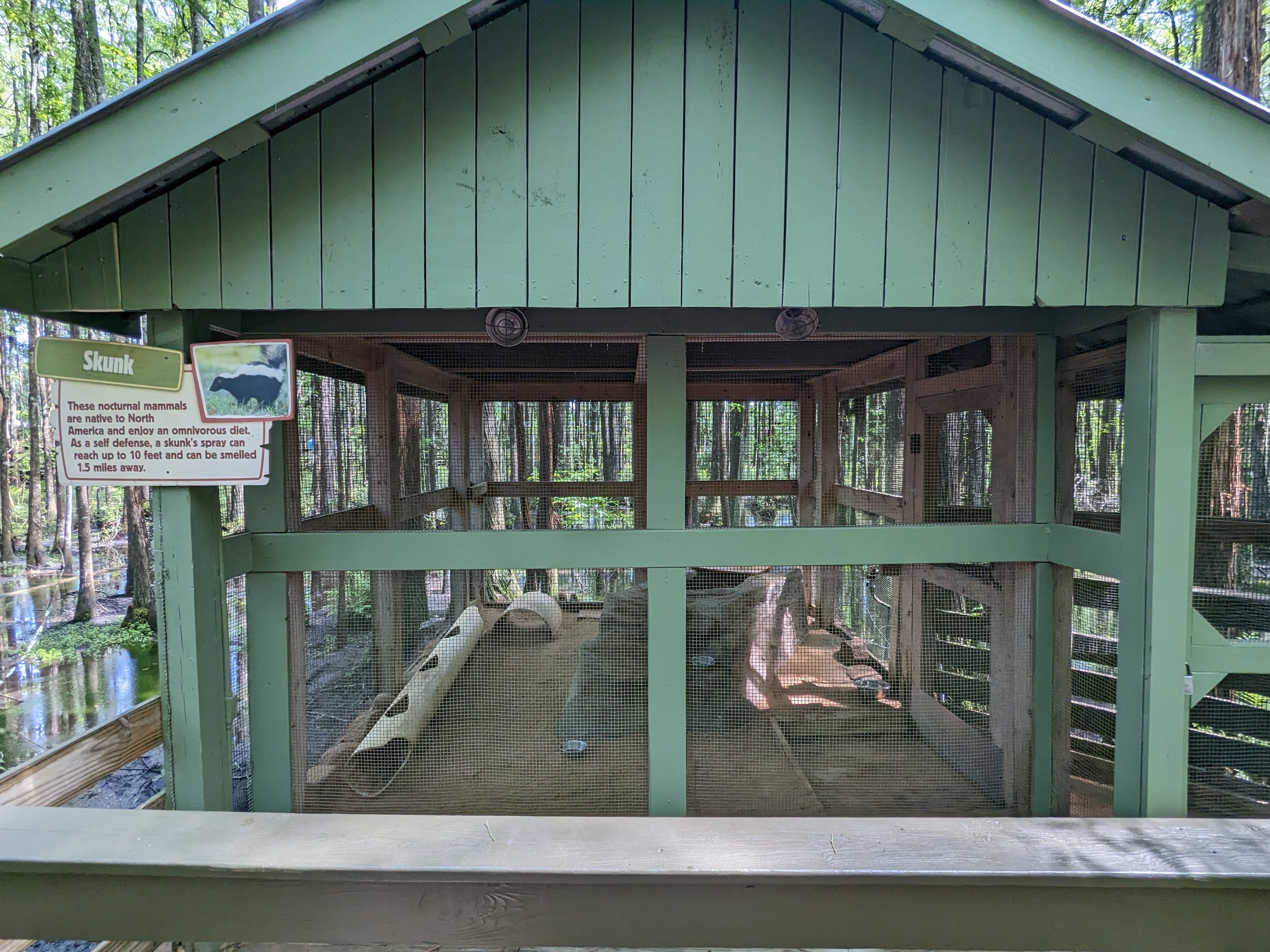 Alapaha Trail - skunk