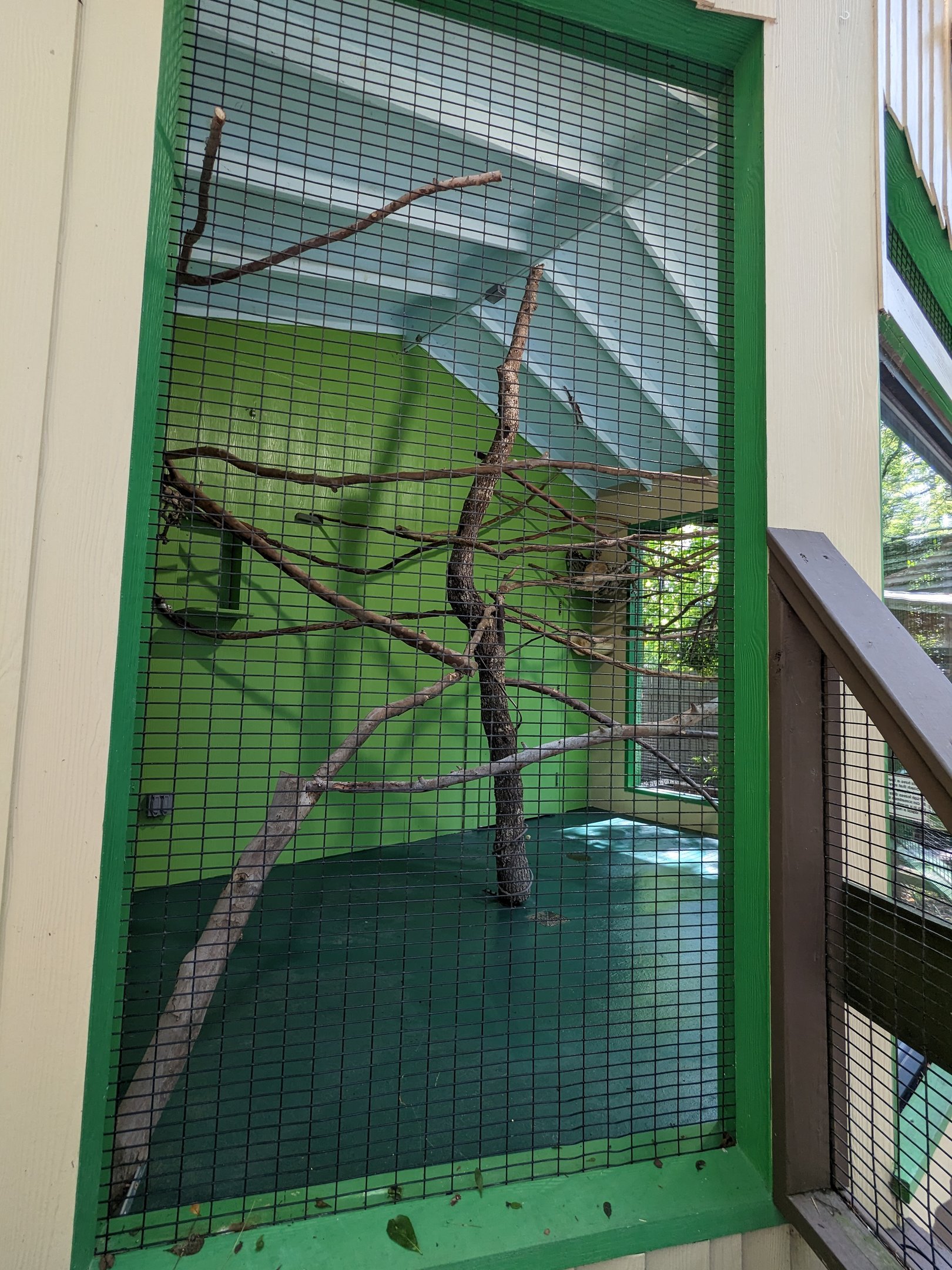 Alapaha Trail  - Sloth