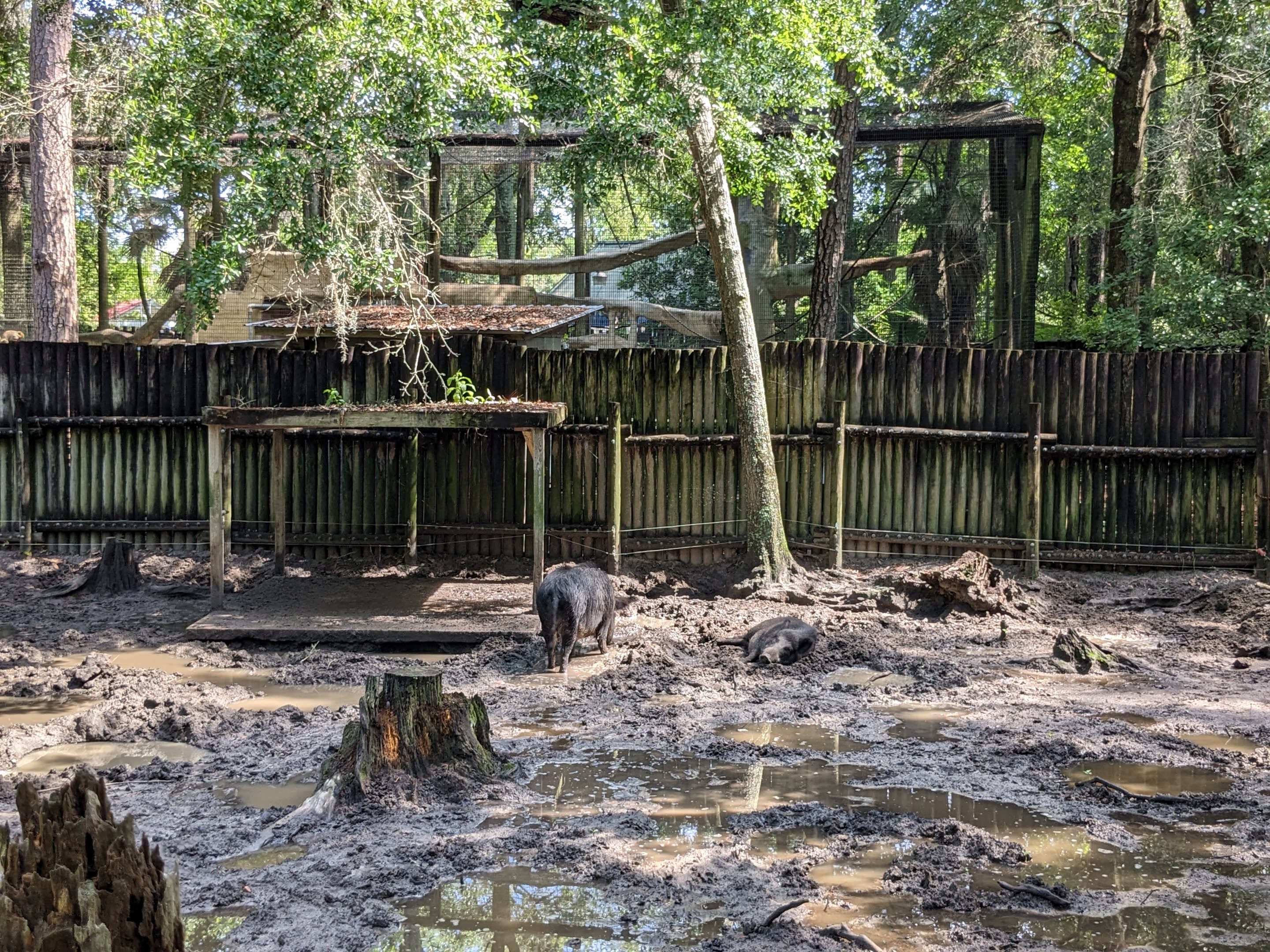 Alapaha Trail - wild boar