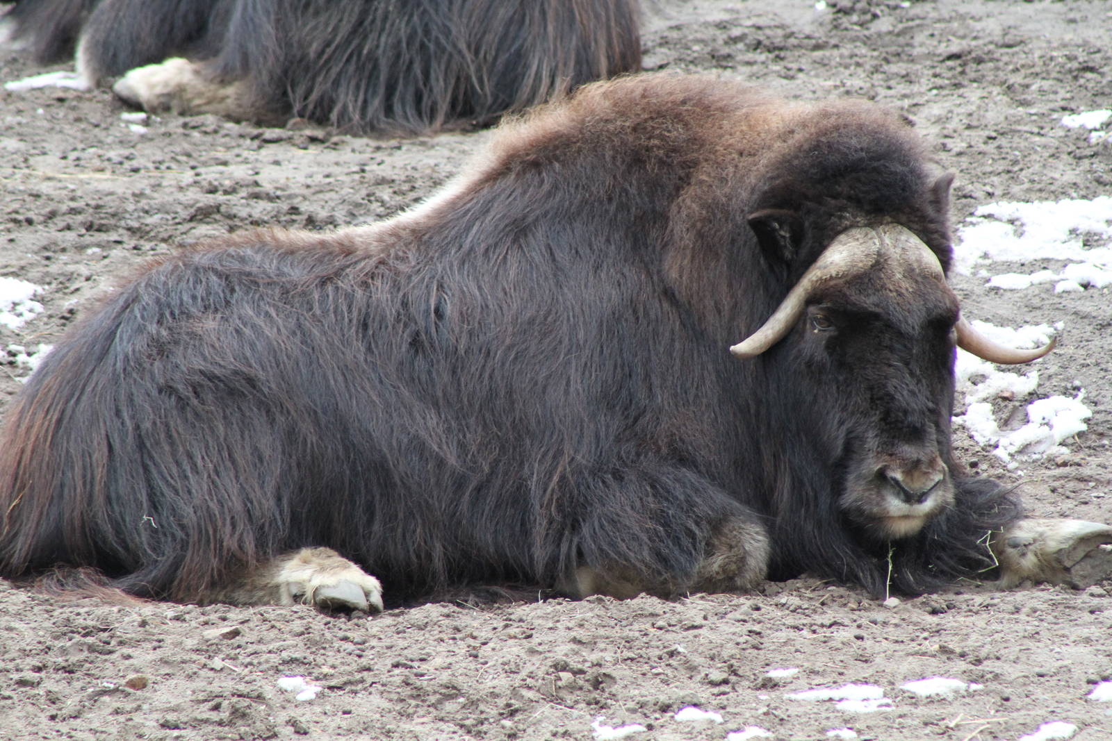 Alaska Musk Ox (Ovibos moschatus moschatus)