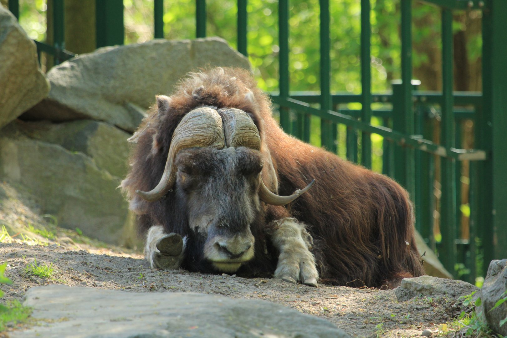 Alaska Muskox (April 2018)
