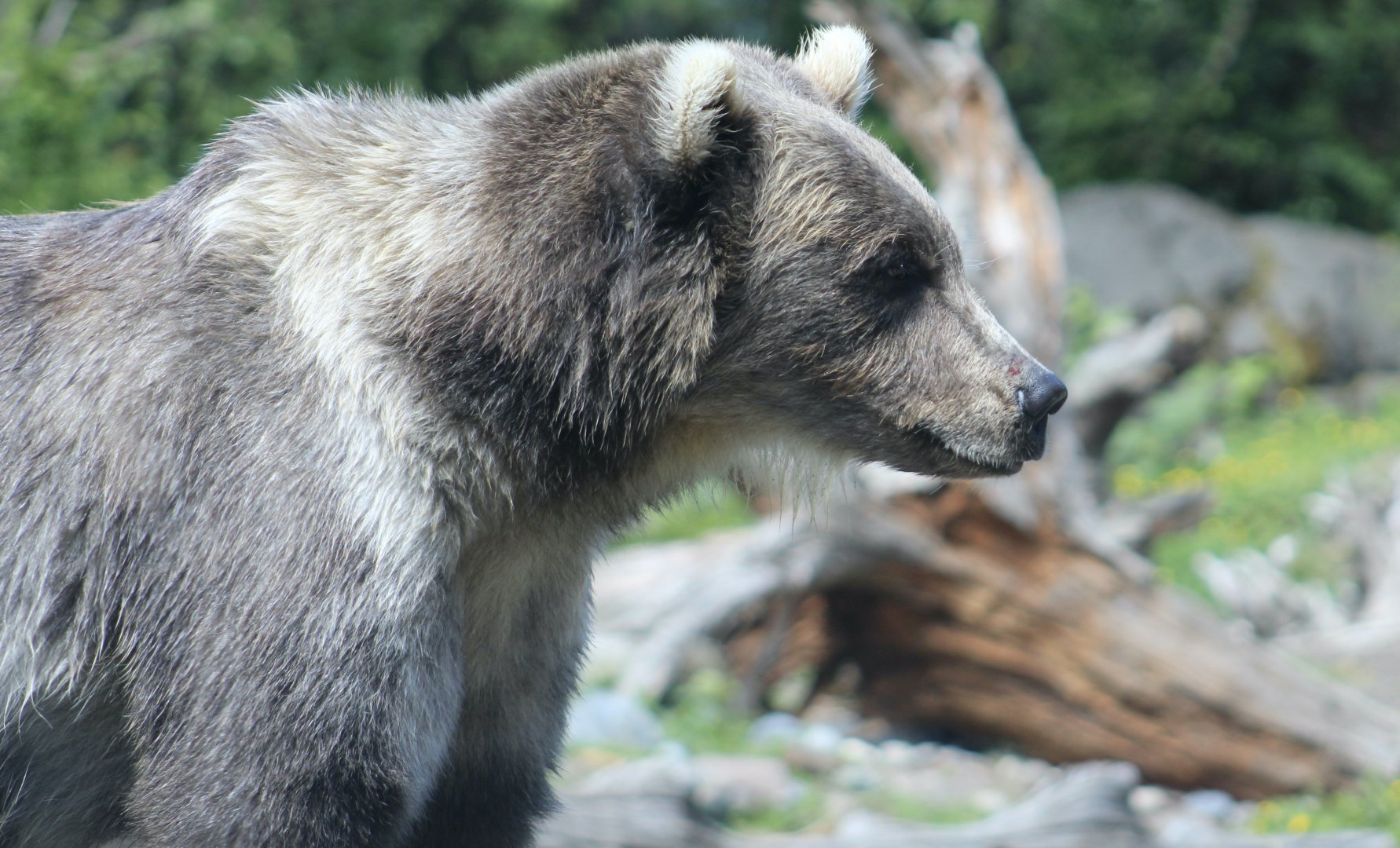 Alaska Peninsula Brown Bear (Ursus arctos gyas) - "Juniper"
