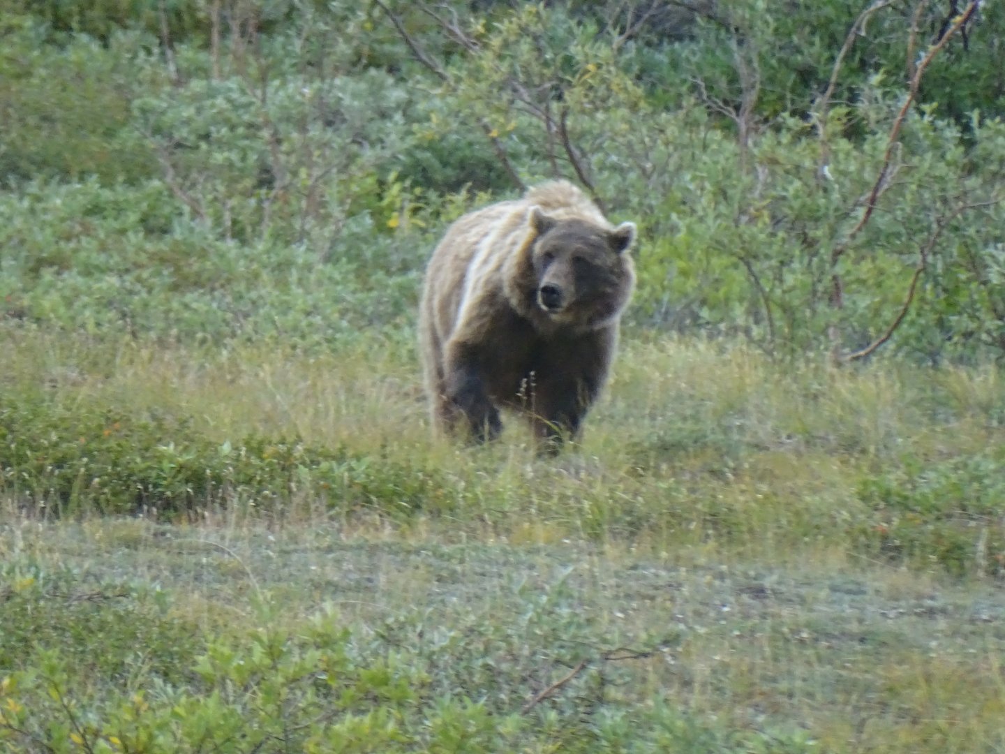 Alaska Peninsula brown bear (Ursus arctos gyas)
