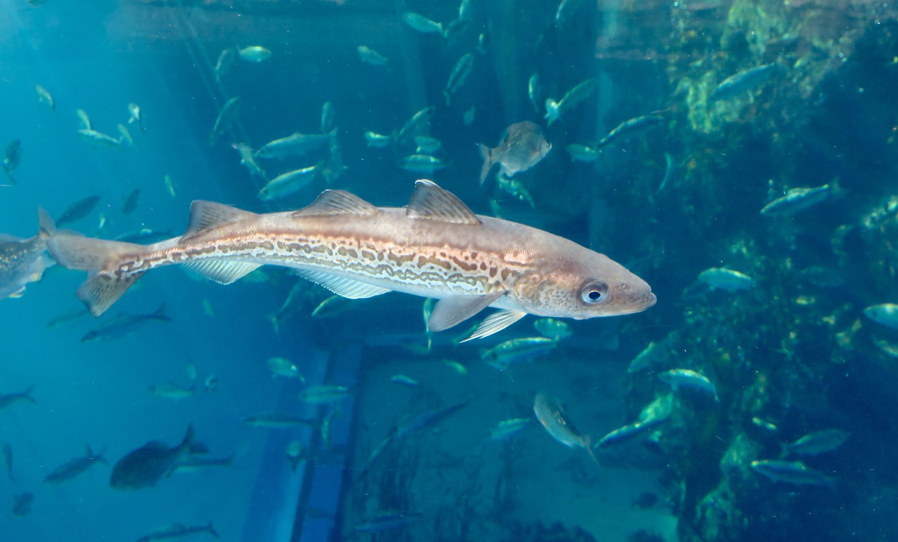 Alaska Pollock (Gadus chalcogrammus)