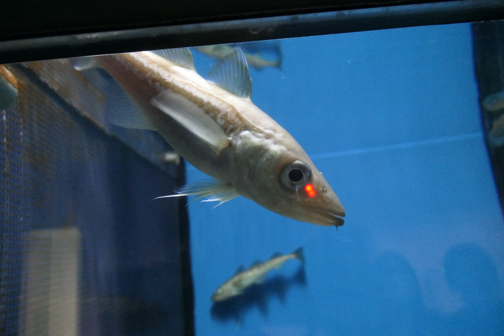 Alaska Pollock (Gadus chalcogrammus)