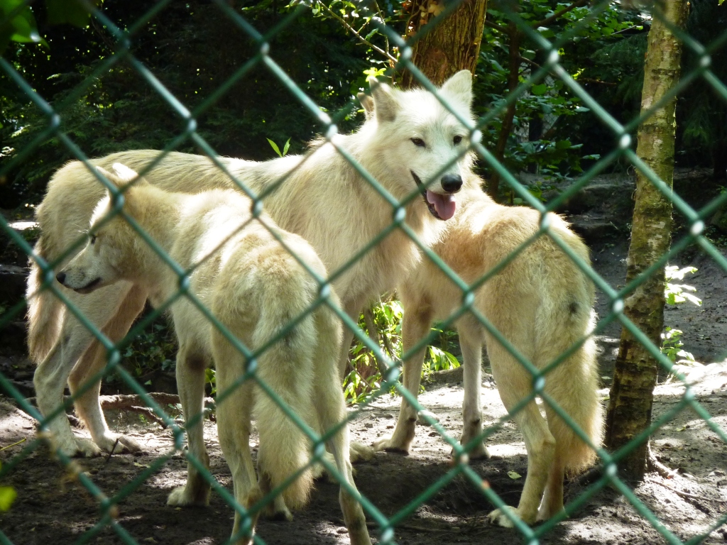 Alaska wolves Artis August 2010