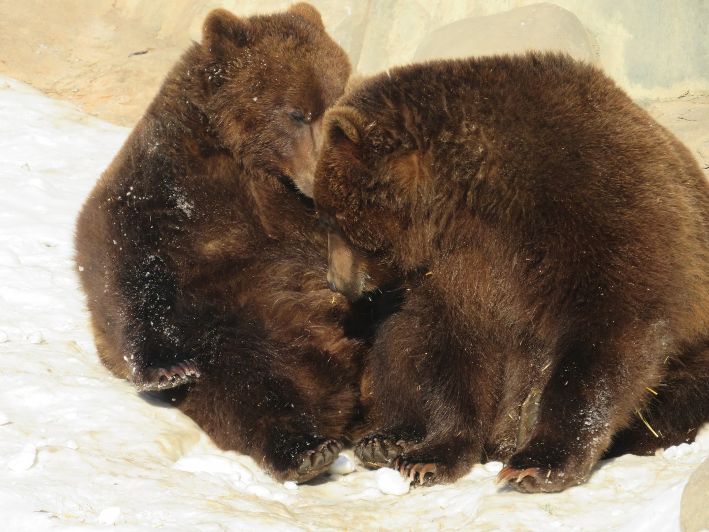 Alaskan brown bear affection