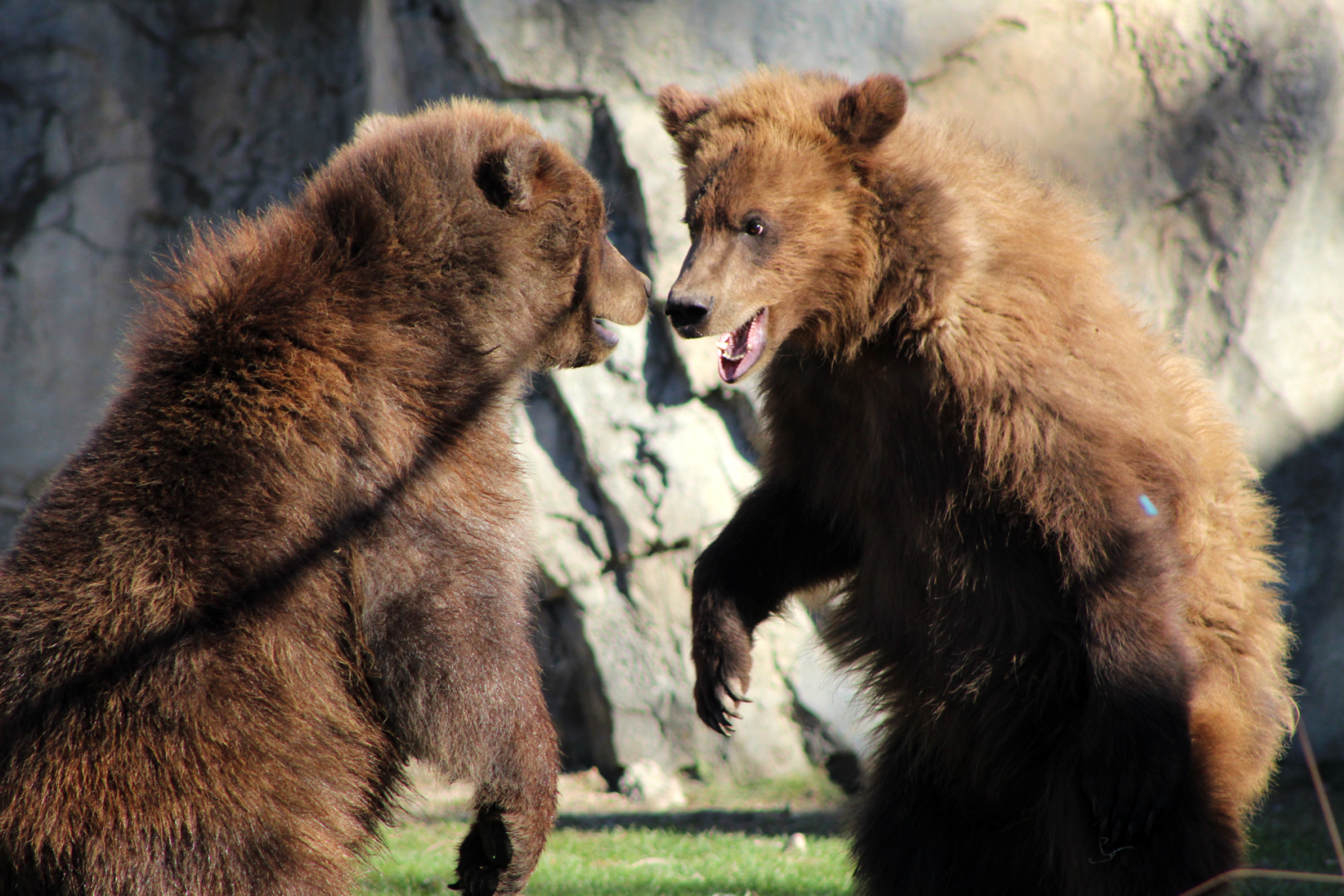 Alaskan Brown Bear Cubs