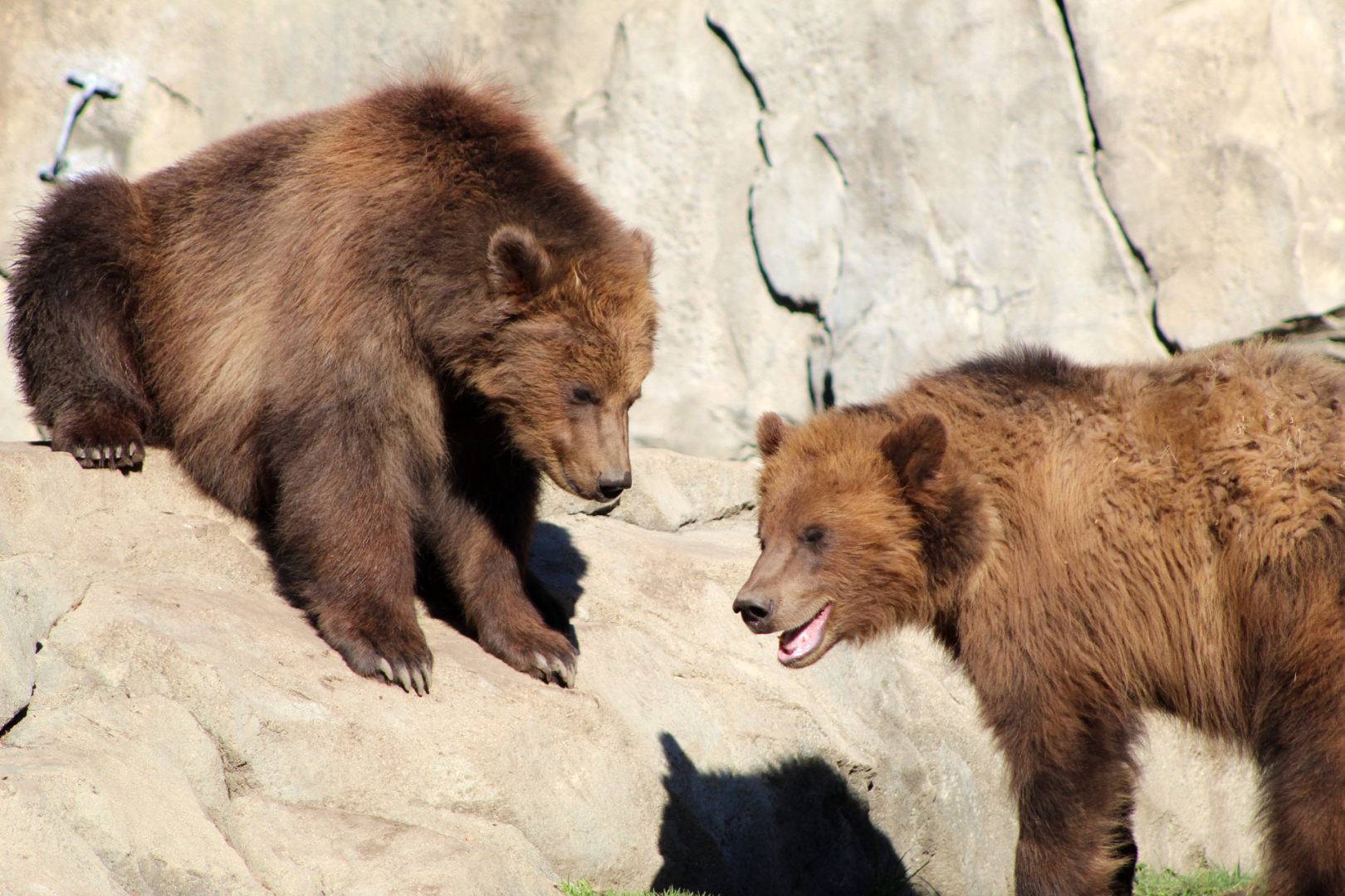 Alaskan Brown Bear Cubs