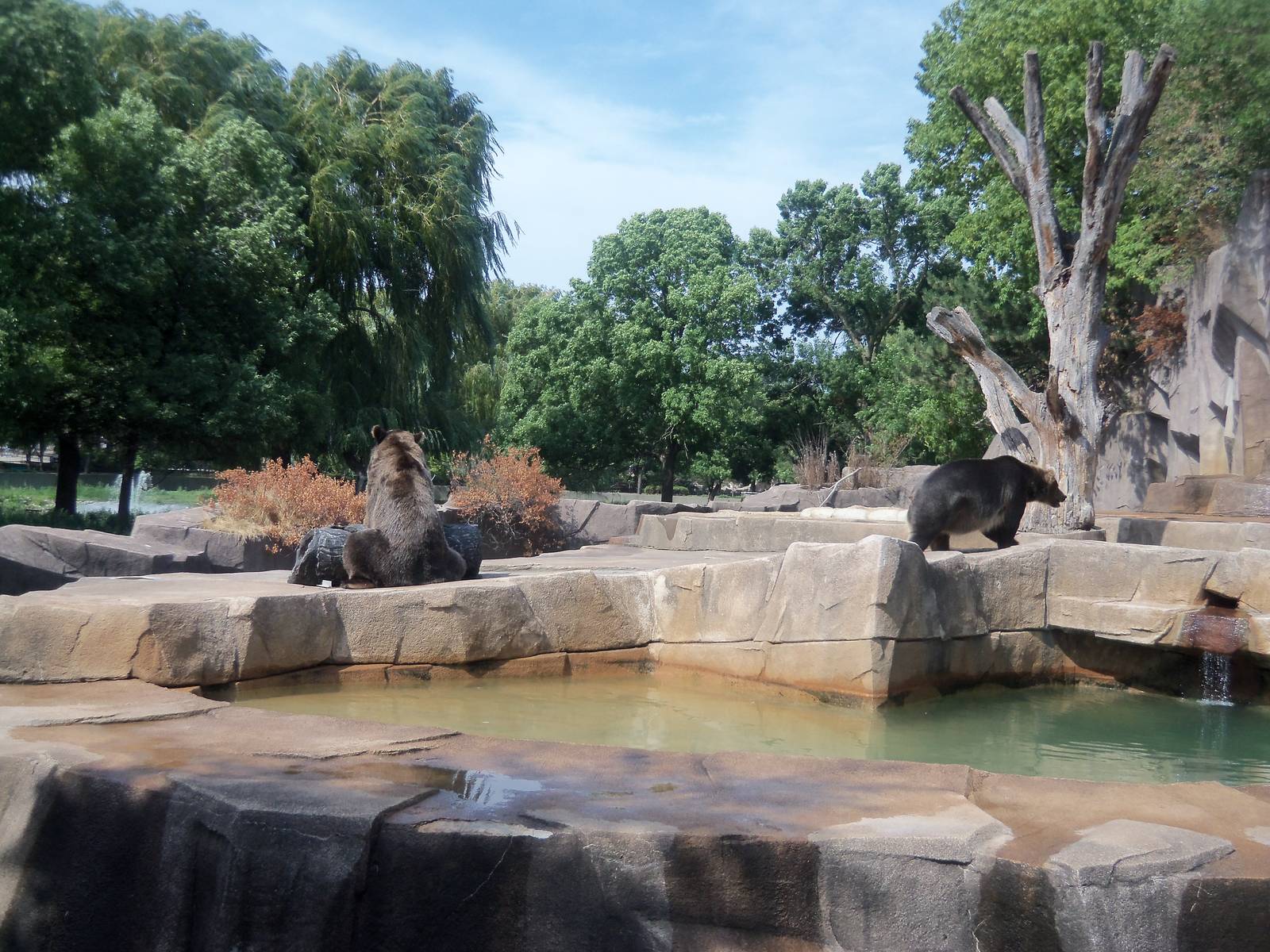 Alaskan Brown Bear Exhibit
