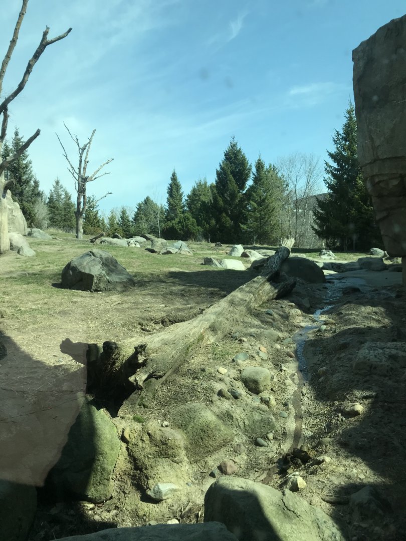 Alaskan brown bear exhibit