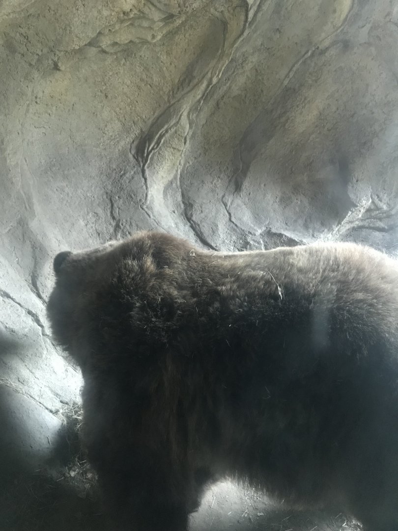 Alaskan Brown Bear in Hibernation Cave