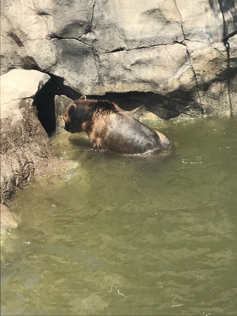Alaskan brown bear lost its ball