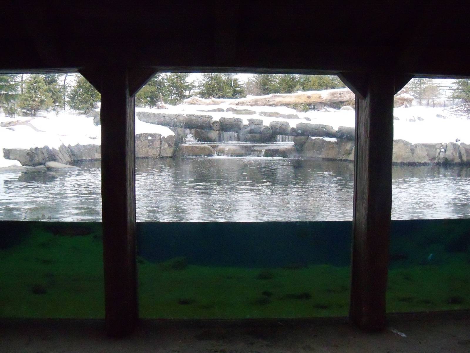 Alaskan Brown Bear Pool