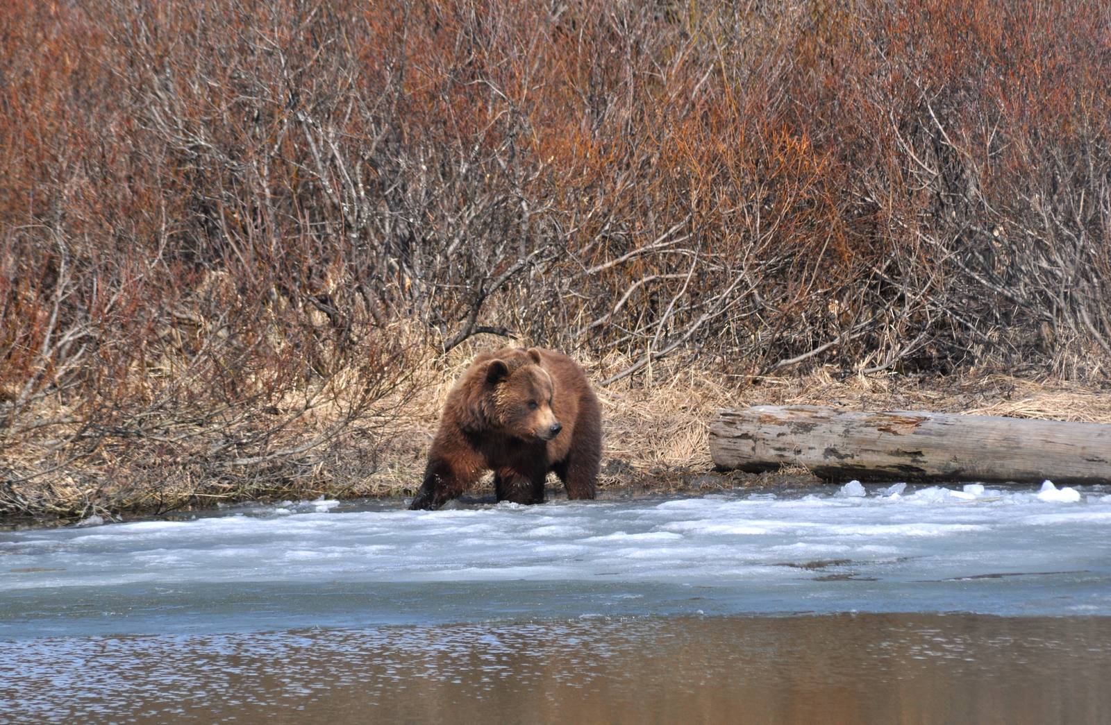 Alaskan Brown Bear.