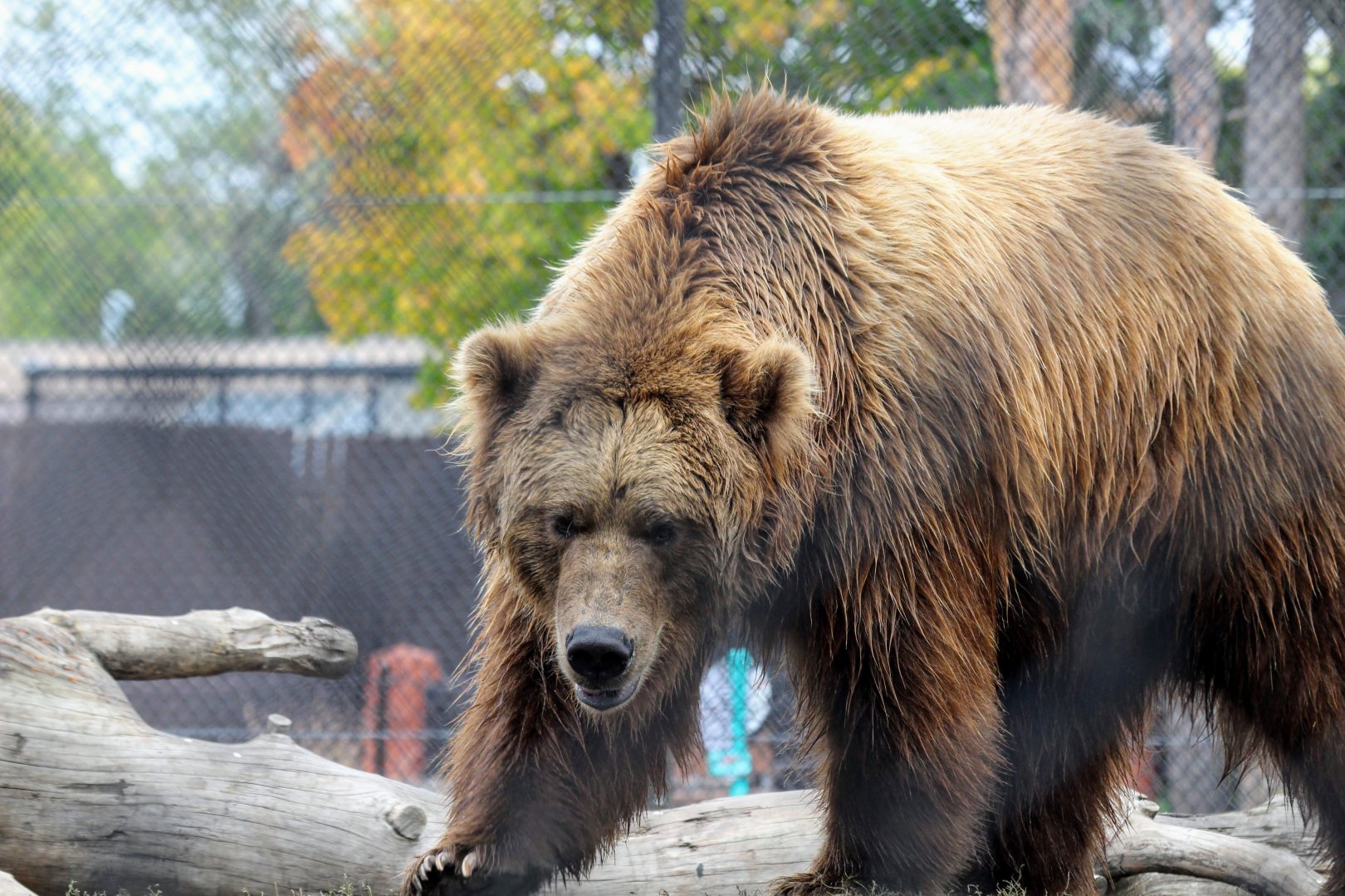 Alaskan Brown Bear