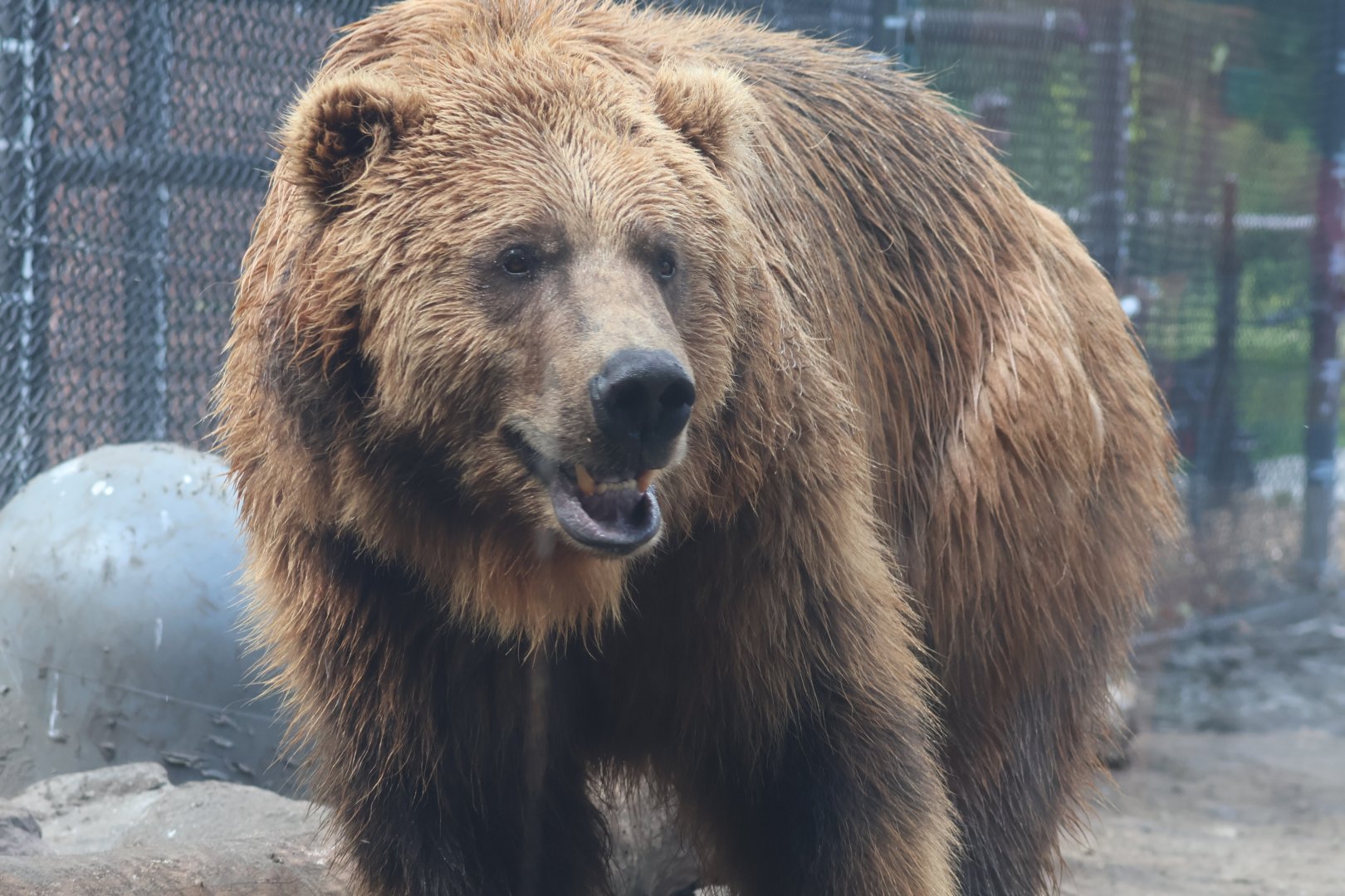 Alaskan Brown Bear