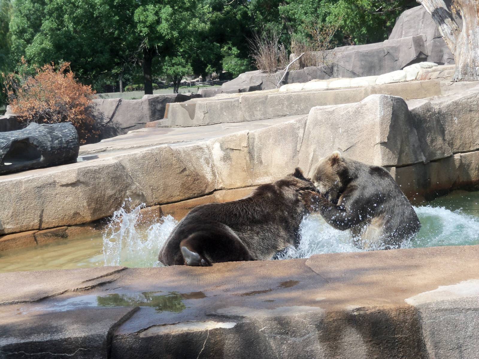Alaskan Brown Bears at Play