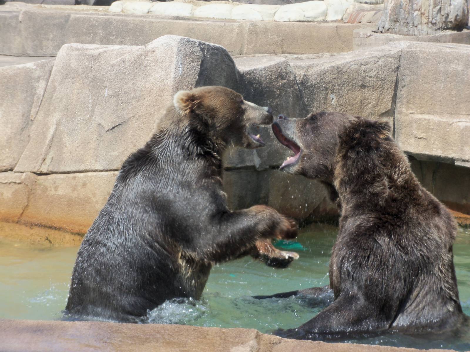 Alaskan Brown Bears at Play