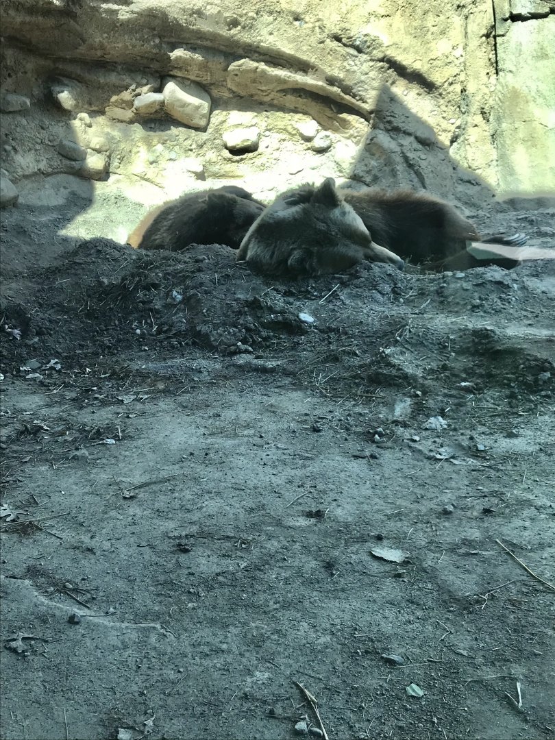 Alaskan brown bears Haines & Kenai