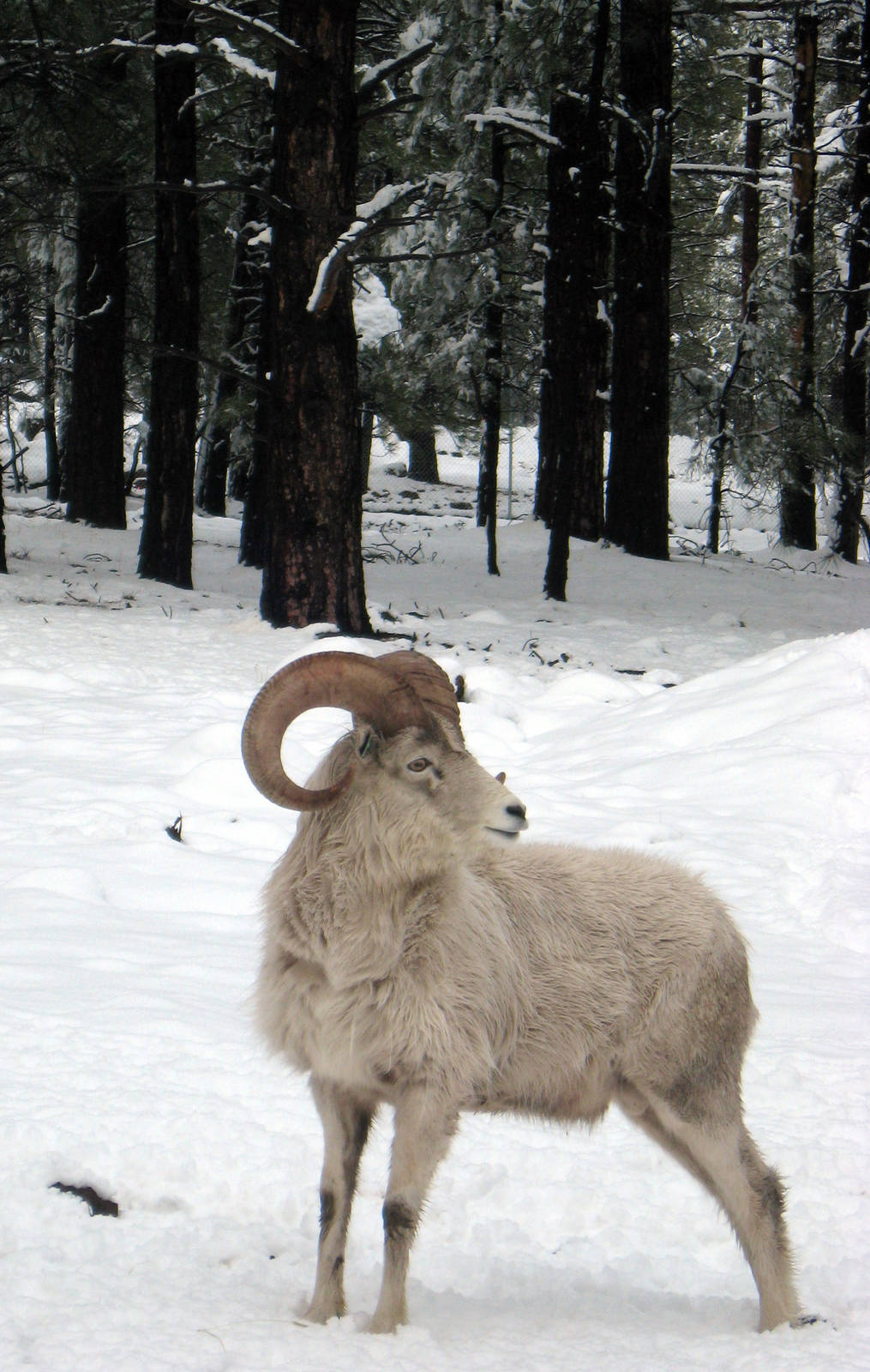 Alaskan Dall Sheep