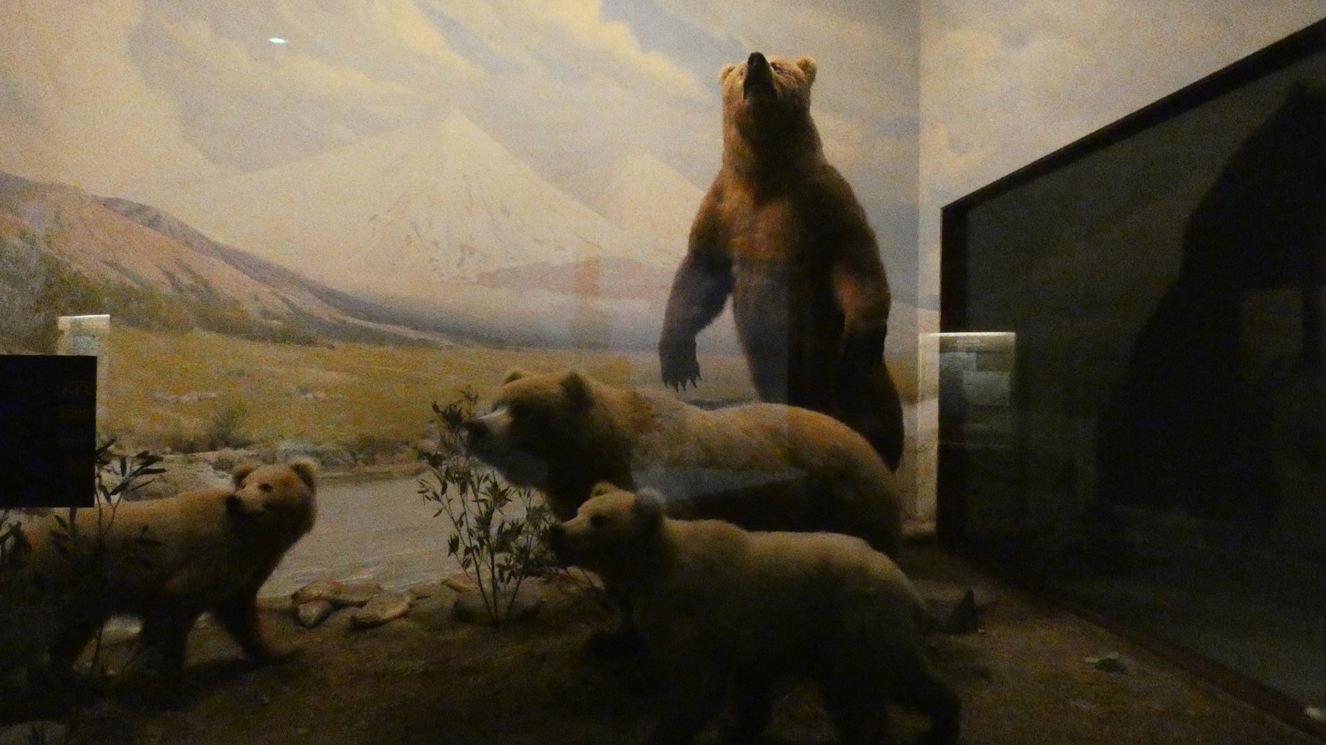 Alaskan Grizzly, American Wilderness Display - Feb. 2022