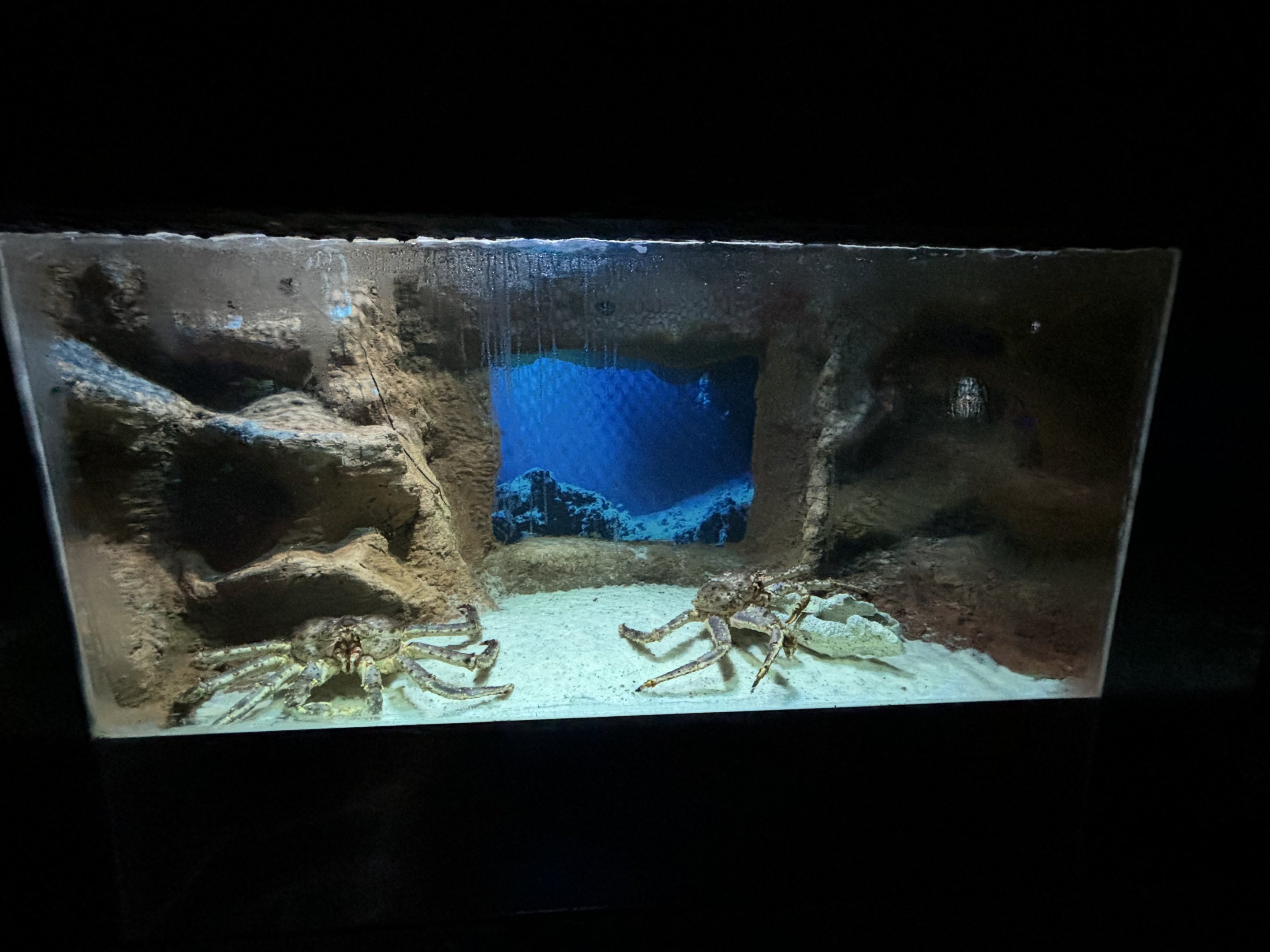 Alaskan King Crab Exhibit