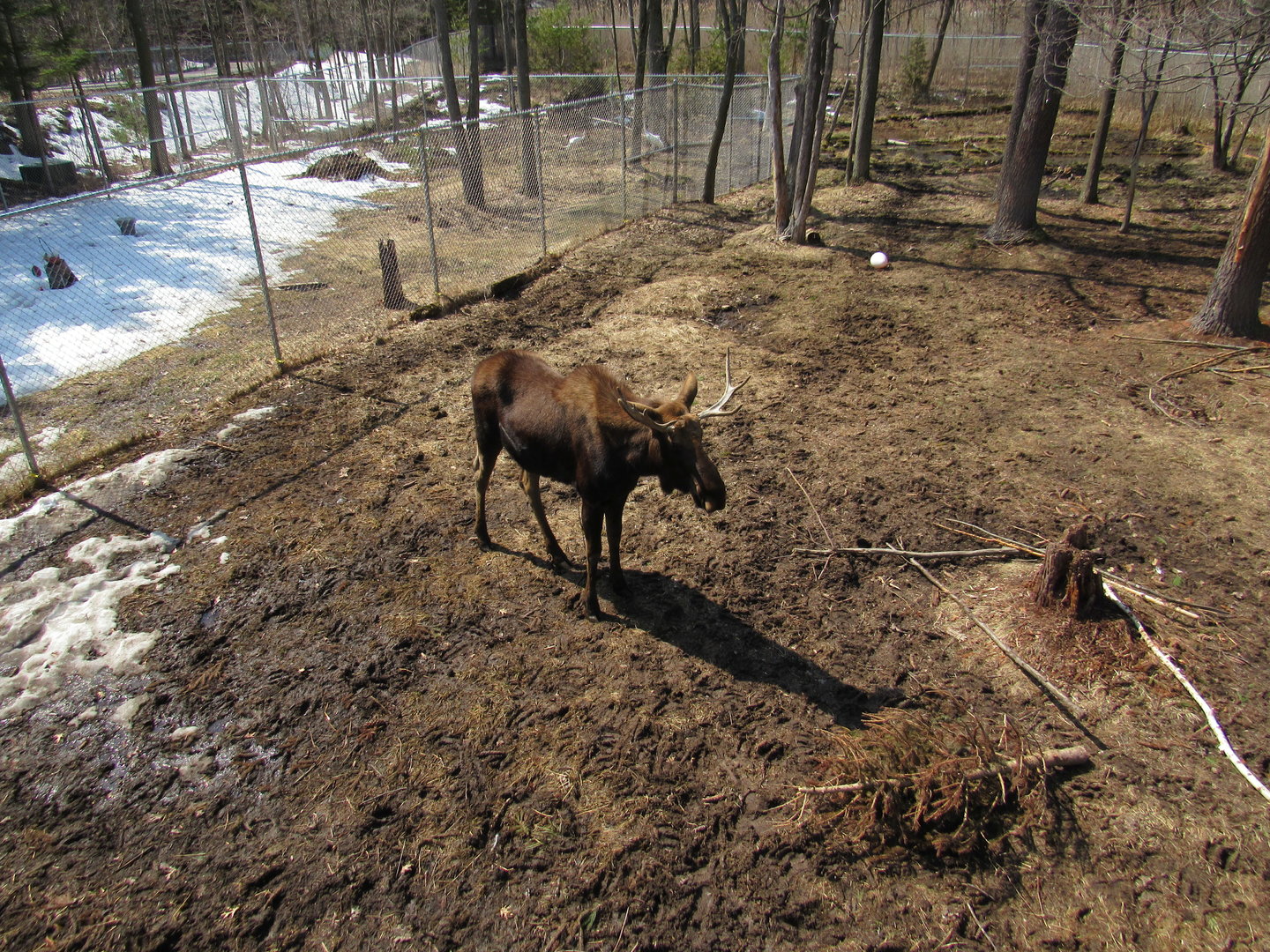 Alaskan Moose - 4/8/23