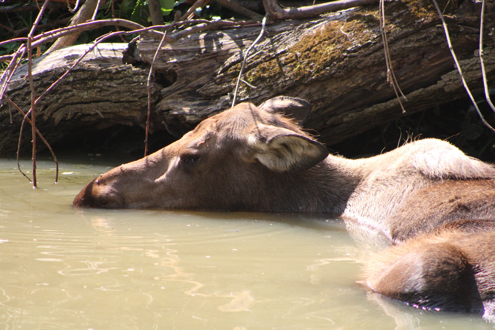 Alaskan Moose (A. alces. gigas)