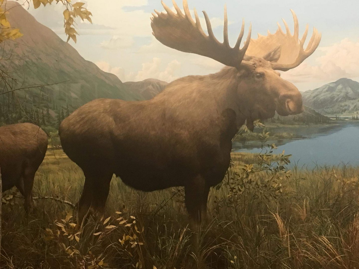 Alaskan moose (Alces americanus gigas)