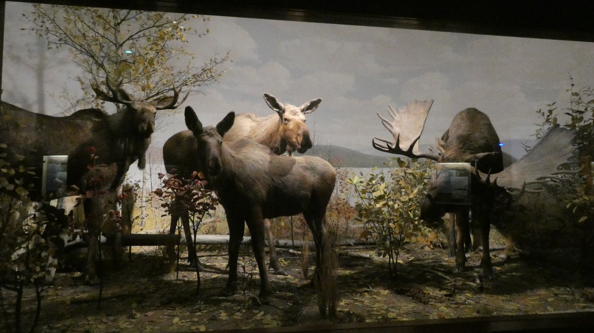 Alaskan Moose, American Wilderness Display - Feb. 2022