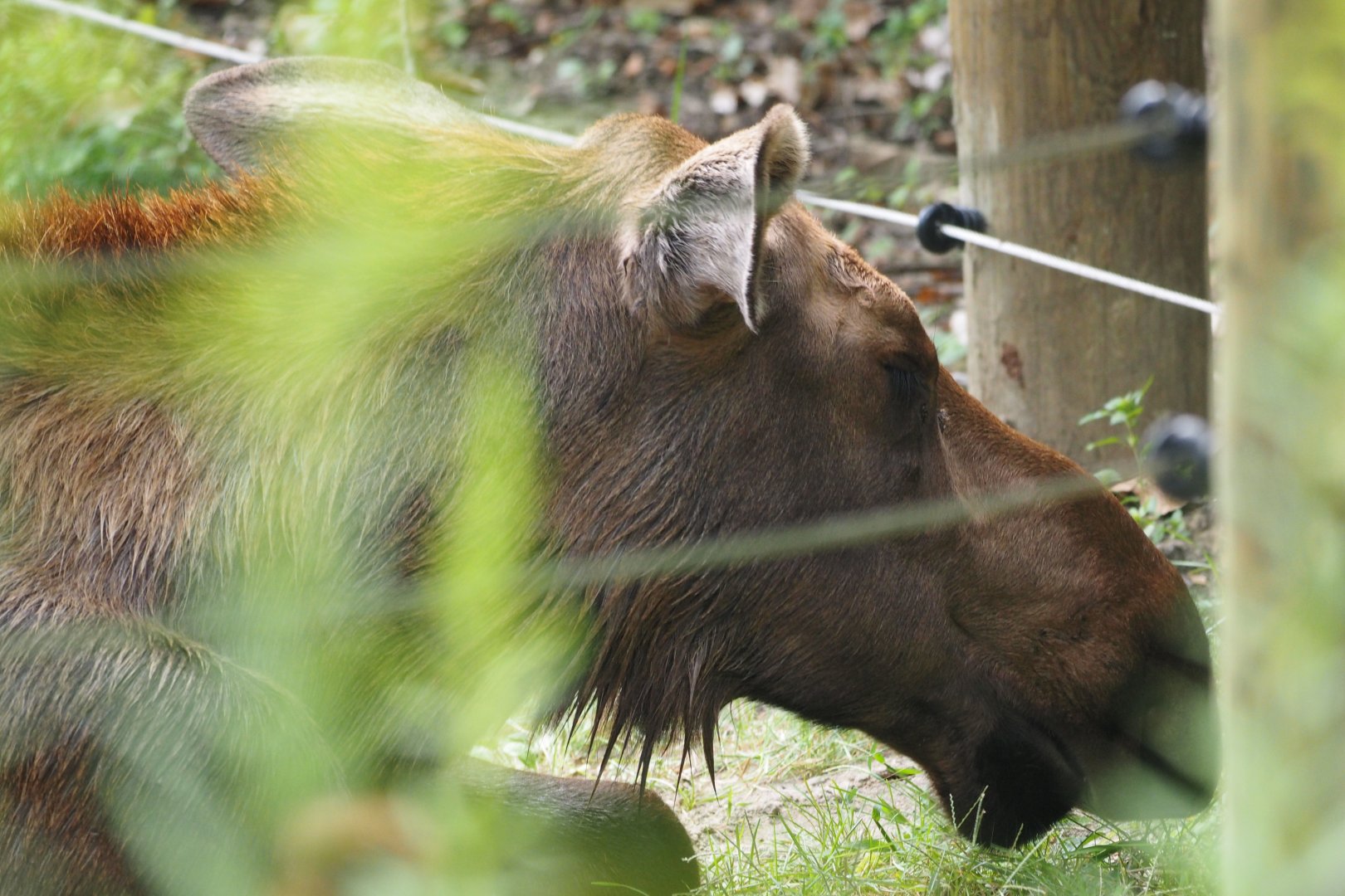 Alaskan moose calf