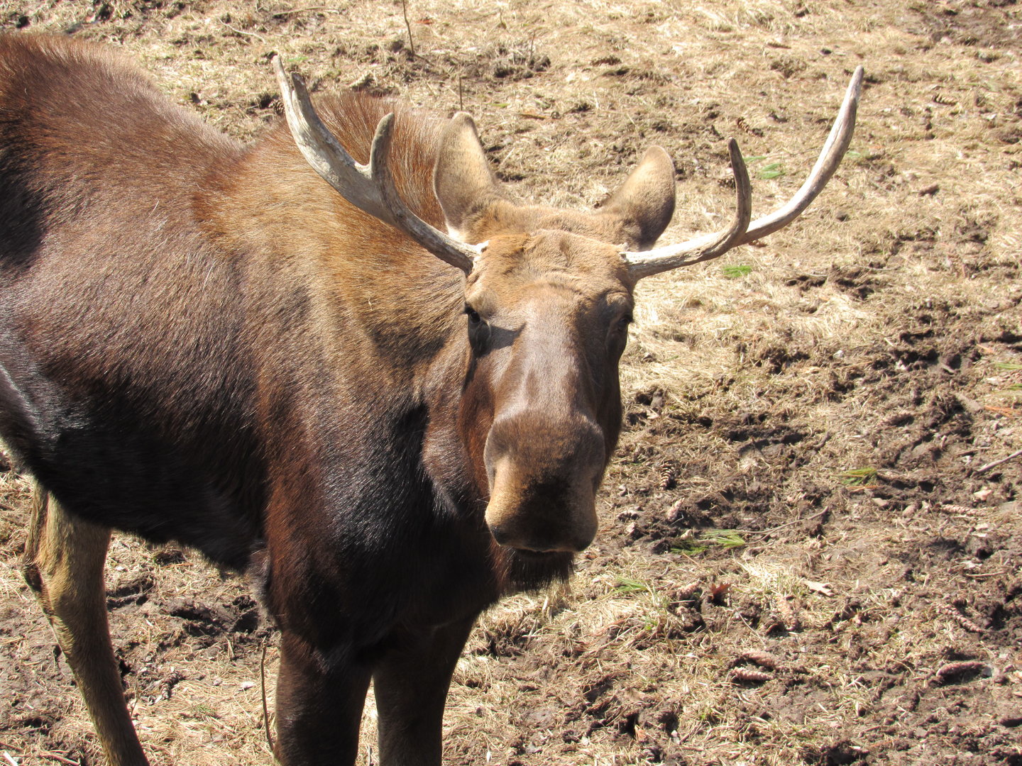 Alaskan Moose Murphy