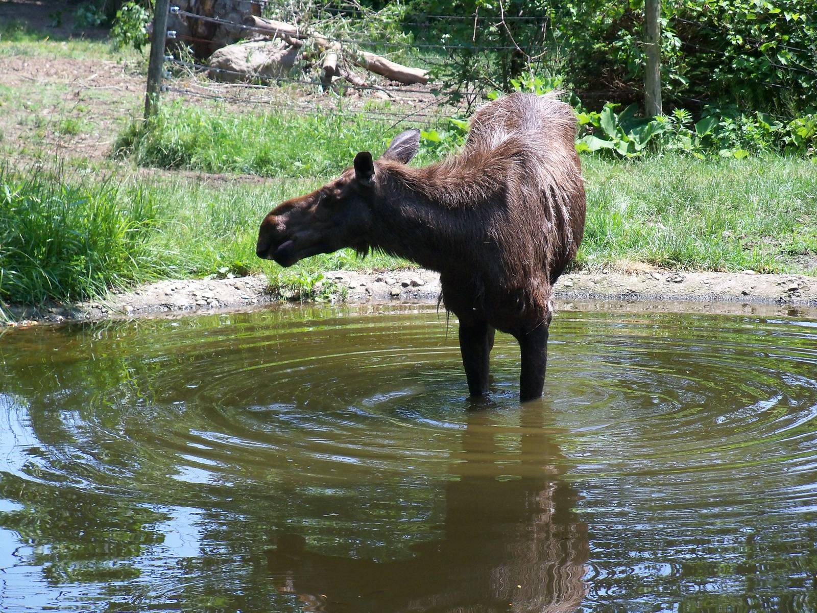 Alaskan Moose