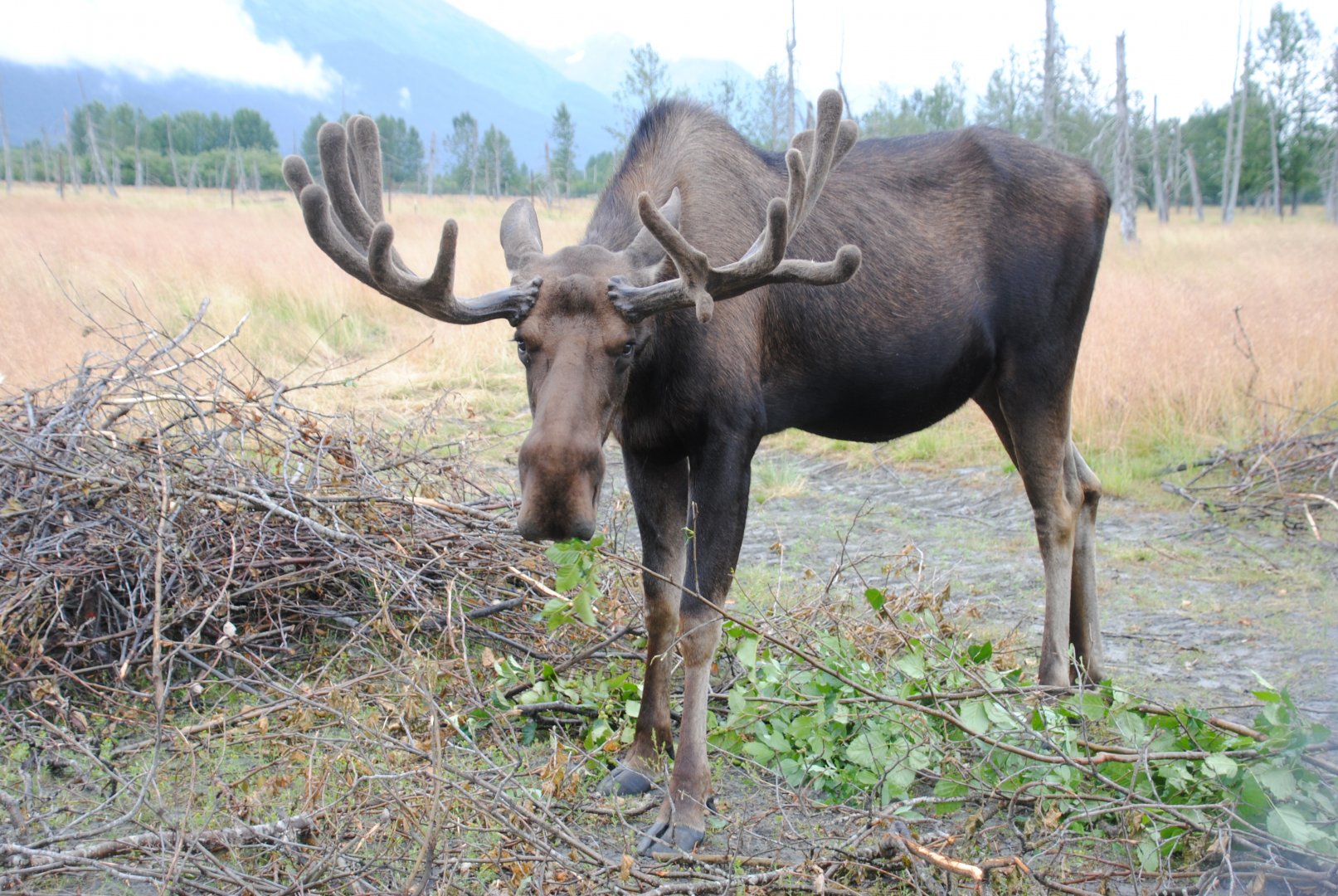 Alaskan Moose