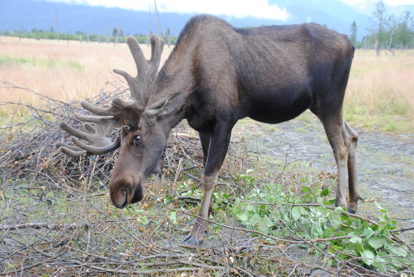 Alaskan Moose