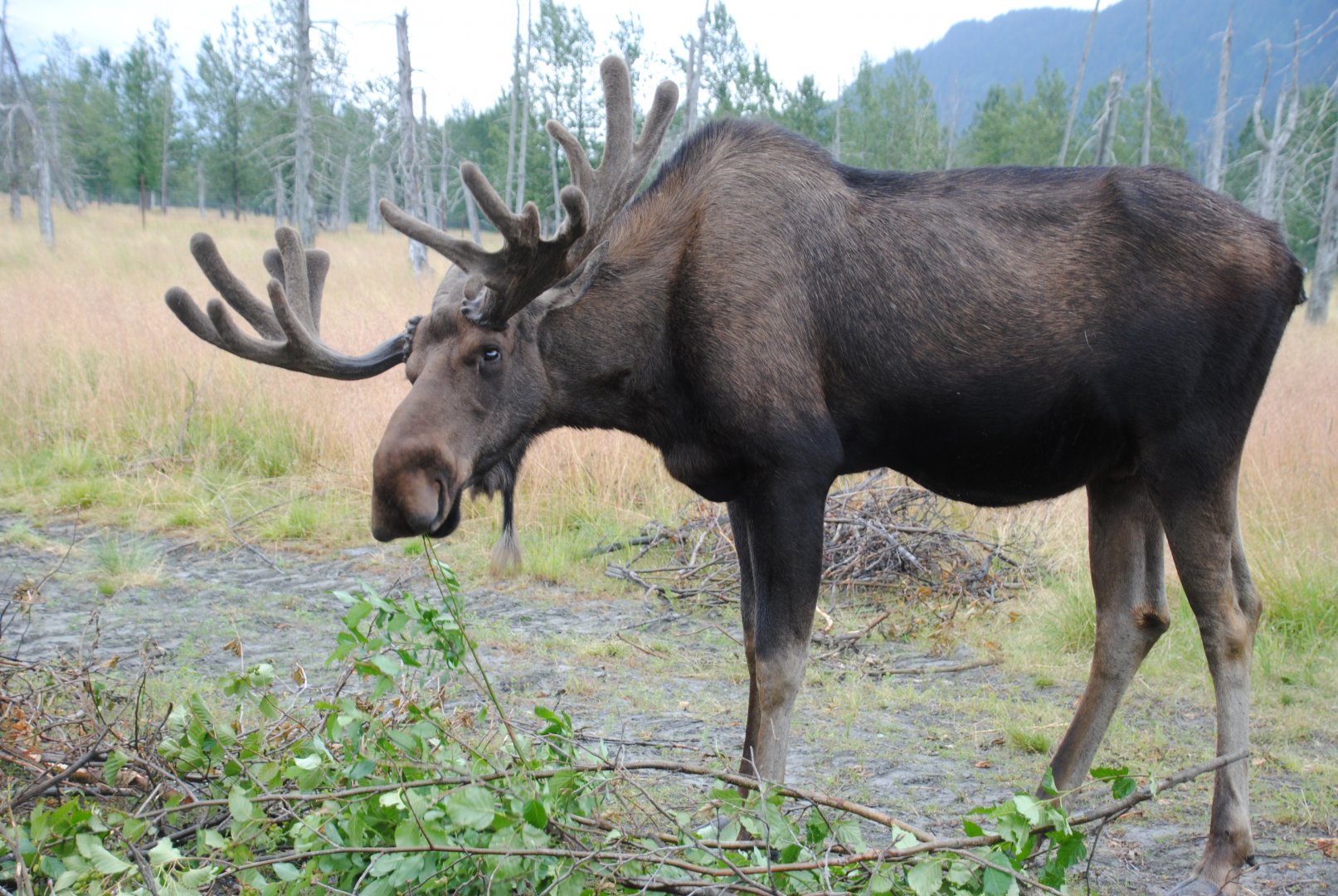 Alaskan Moose