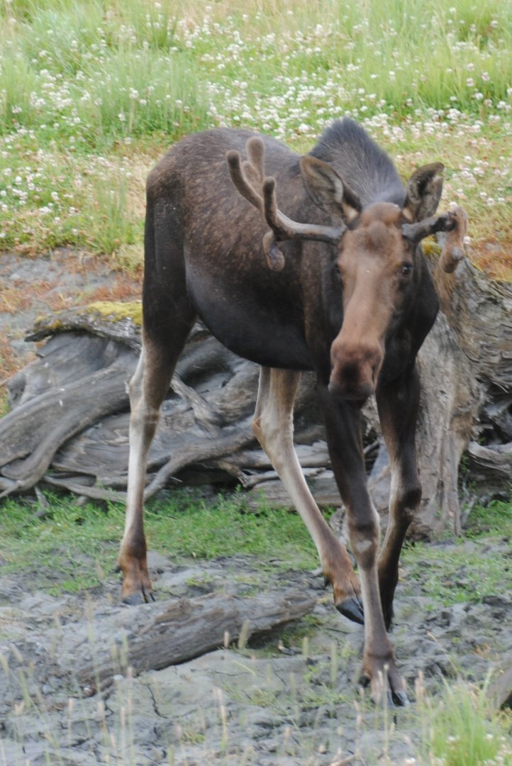 Alaskan Moose