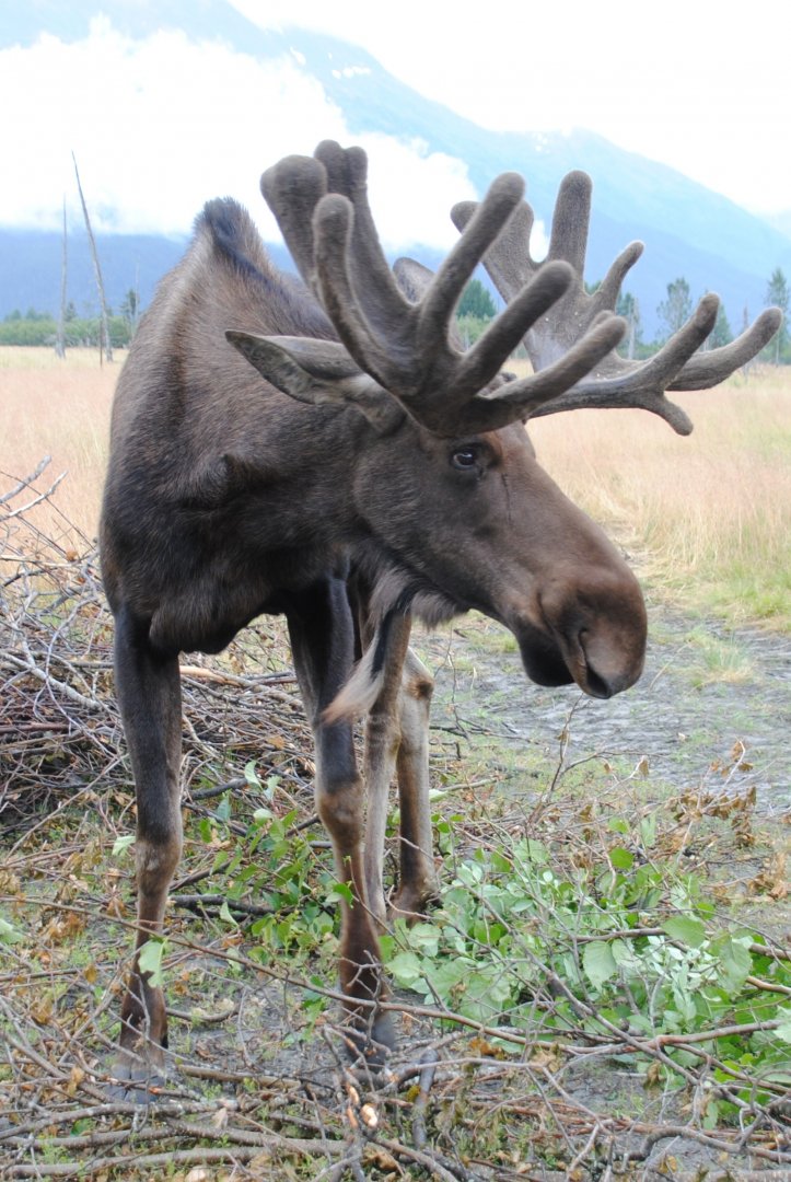 Alaskan Moose